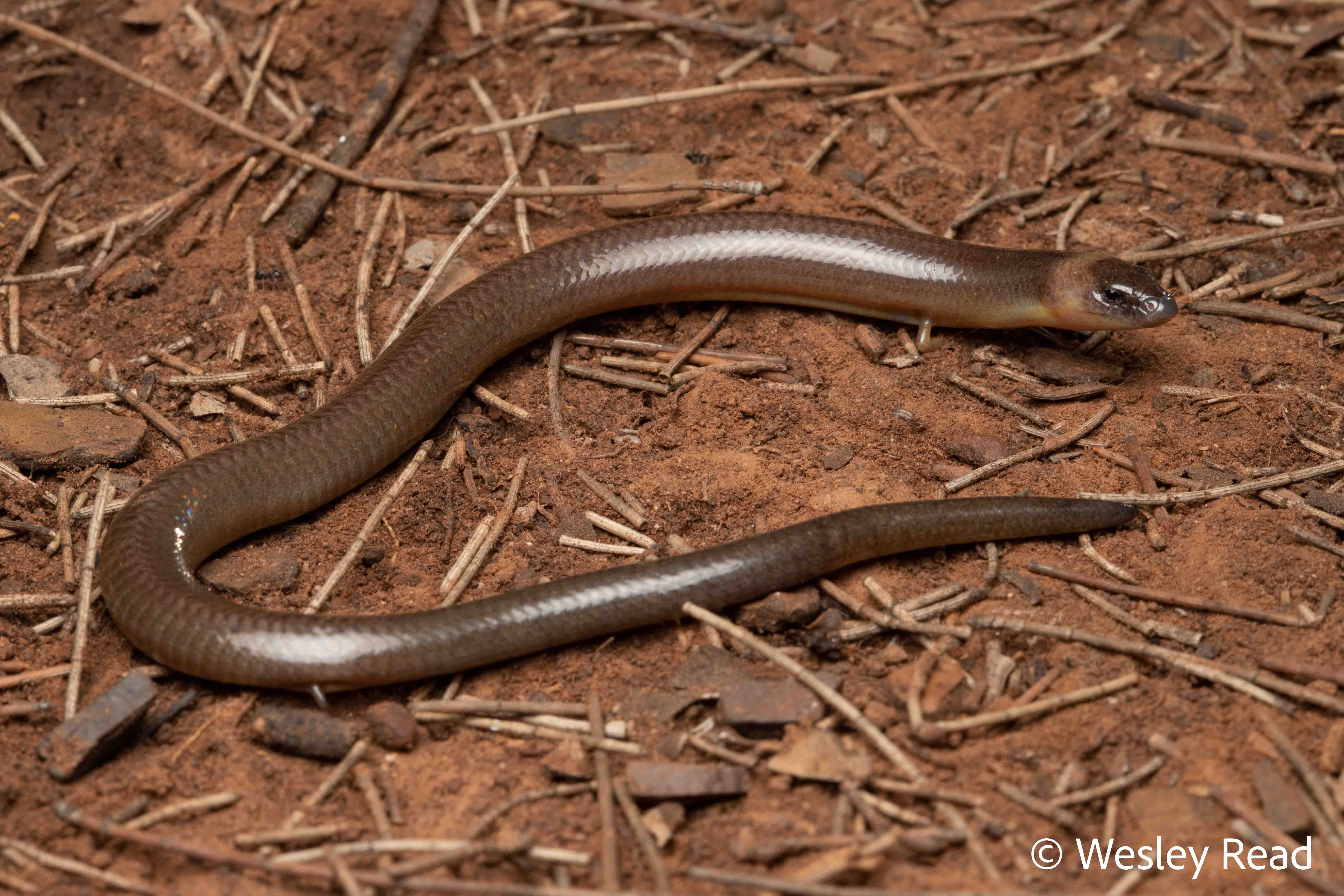 Anomalopus verreauxii
