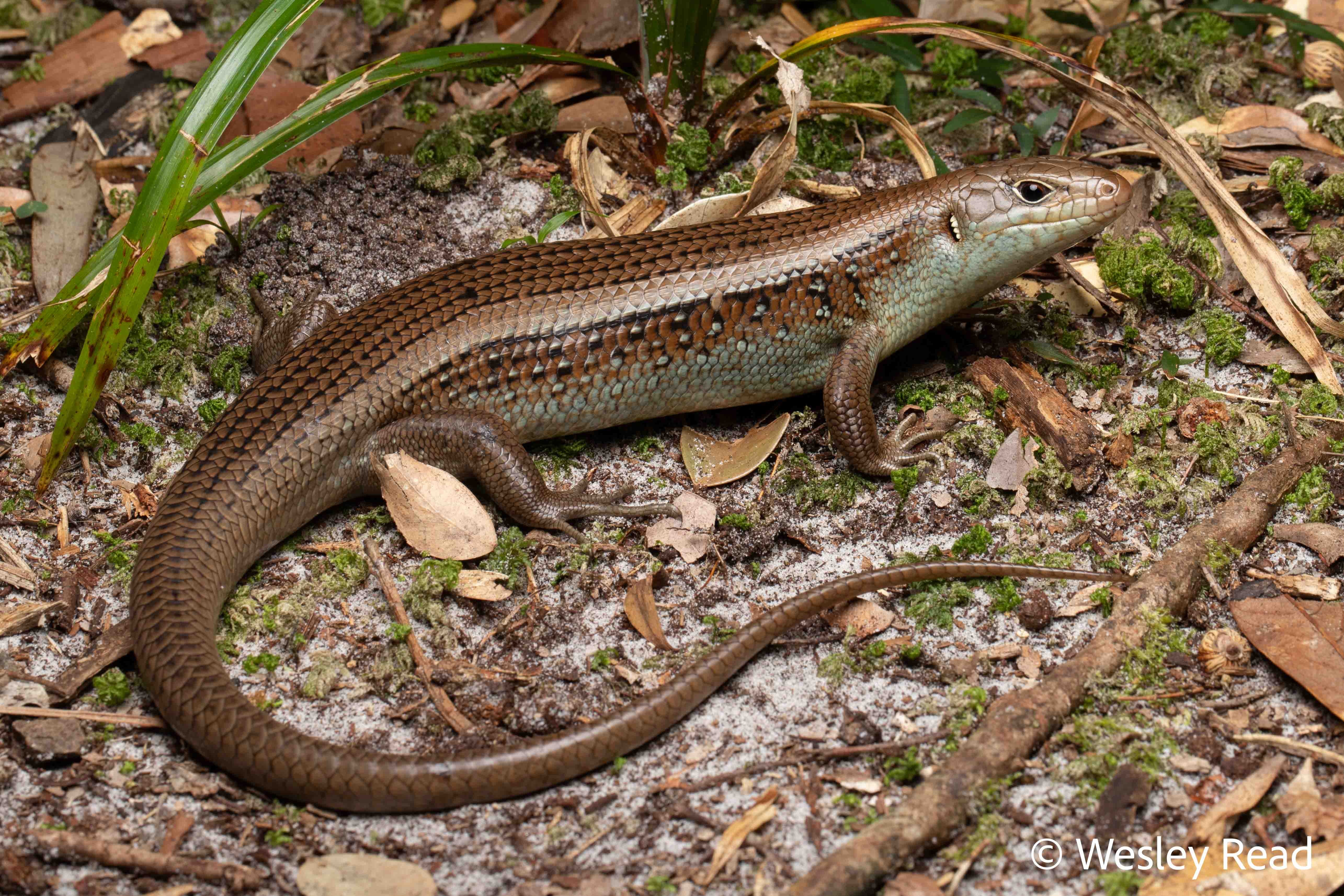 Bellatorias frerei