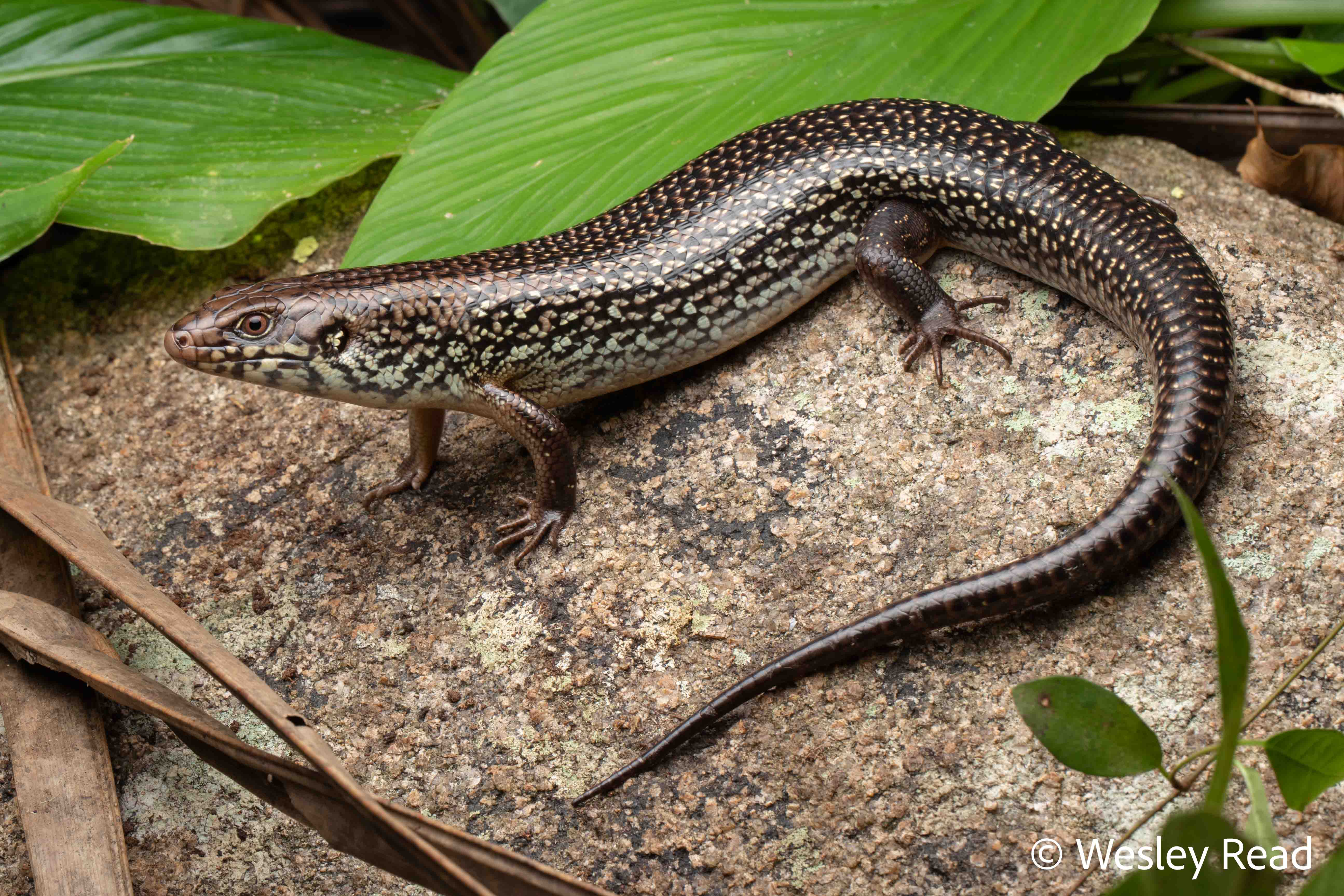 Bellatorias frerei