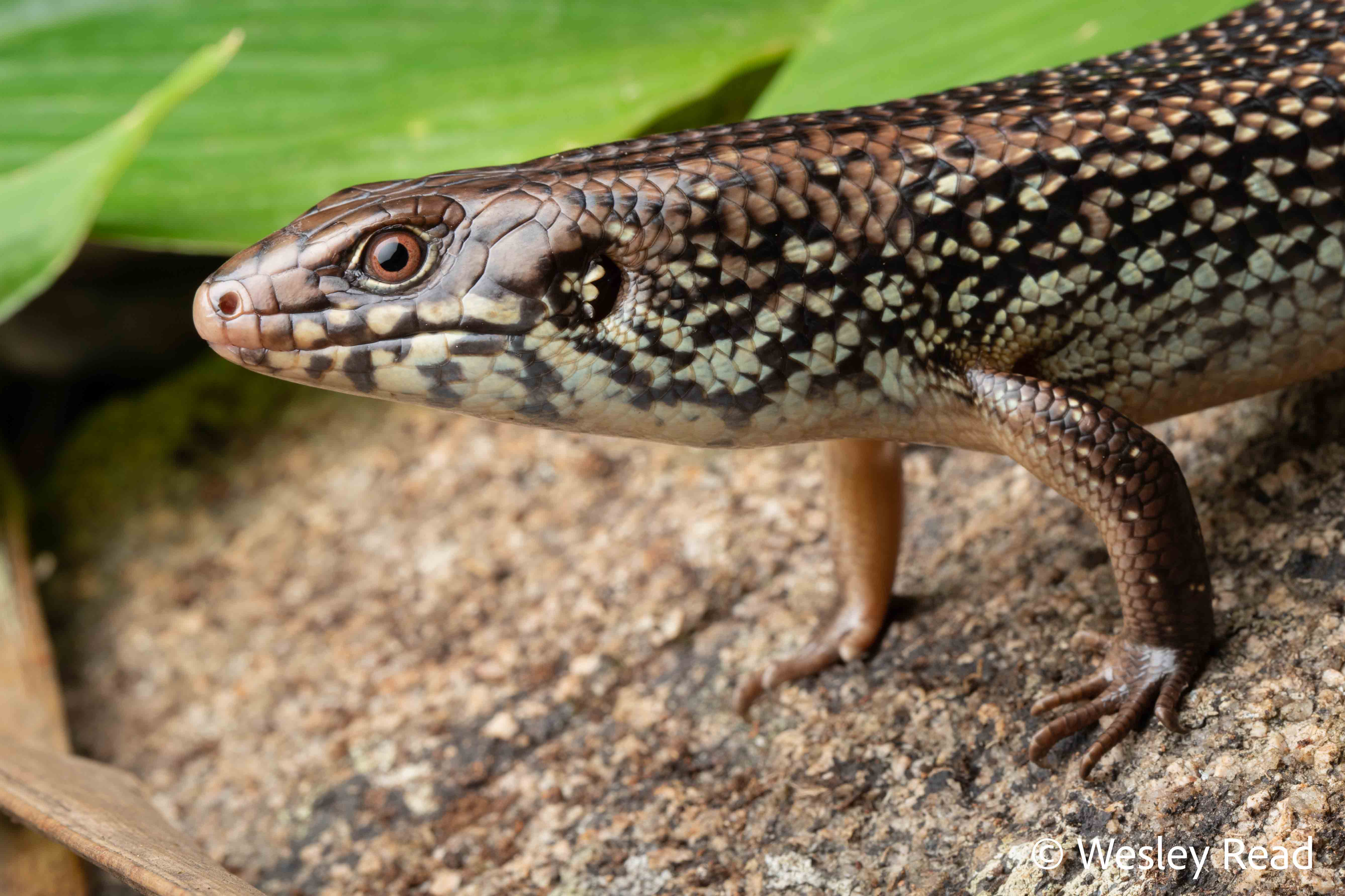 Bellatorias frerei