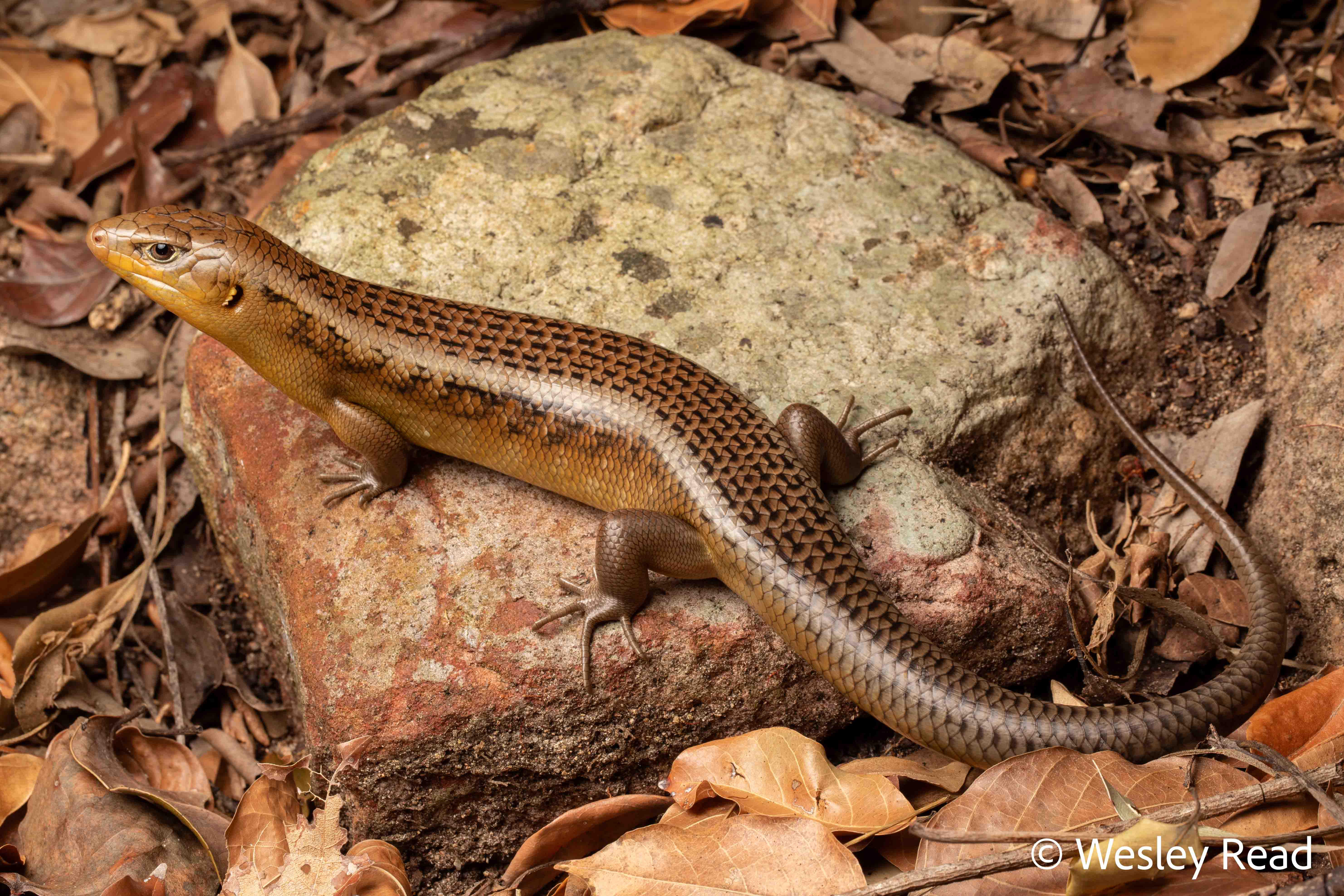 Bellatorias frerei