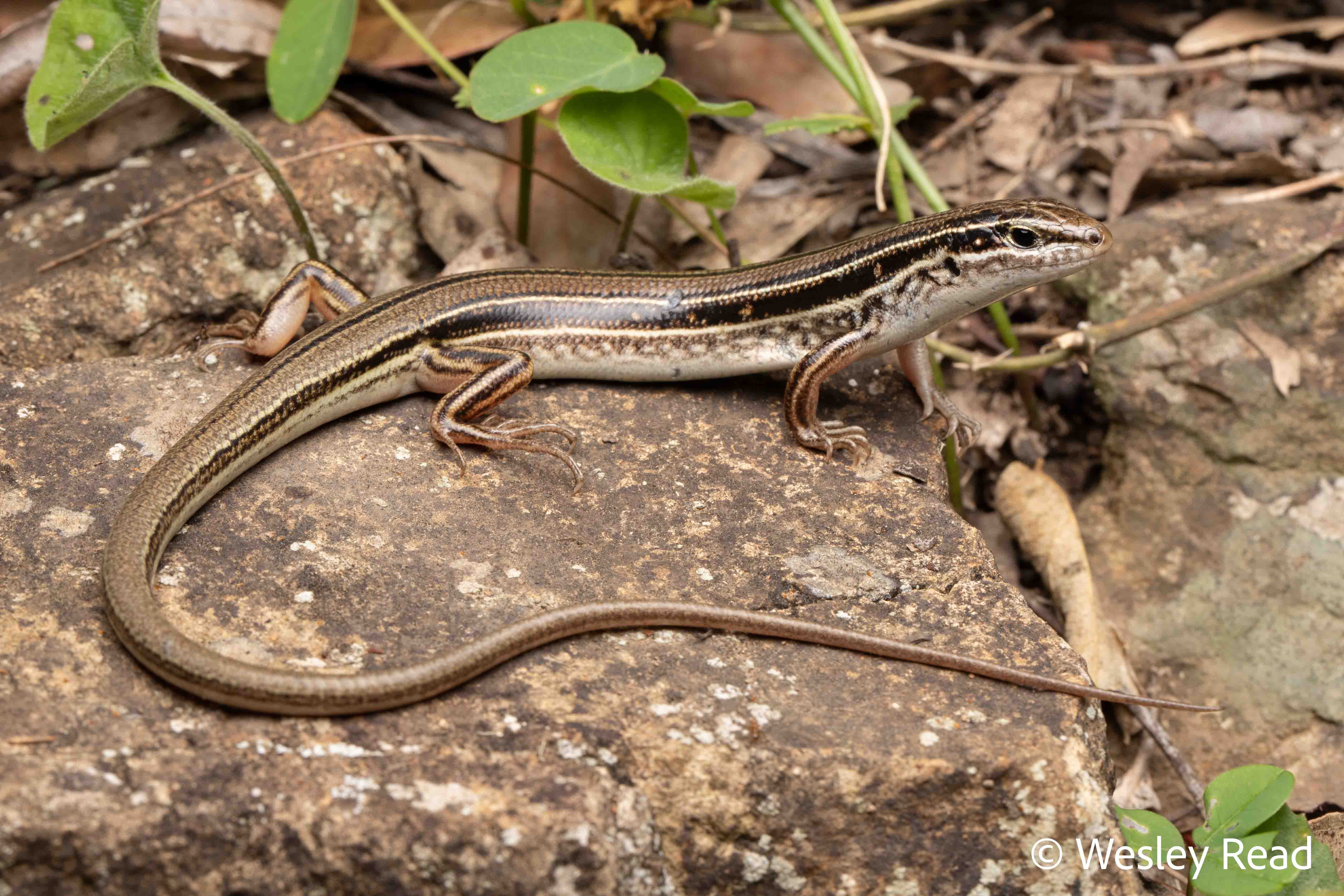 Ctenotus arcanus