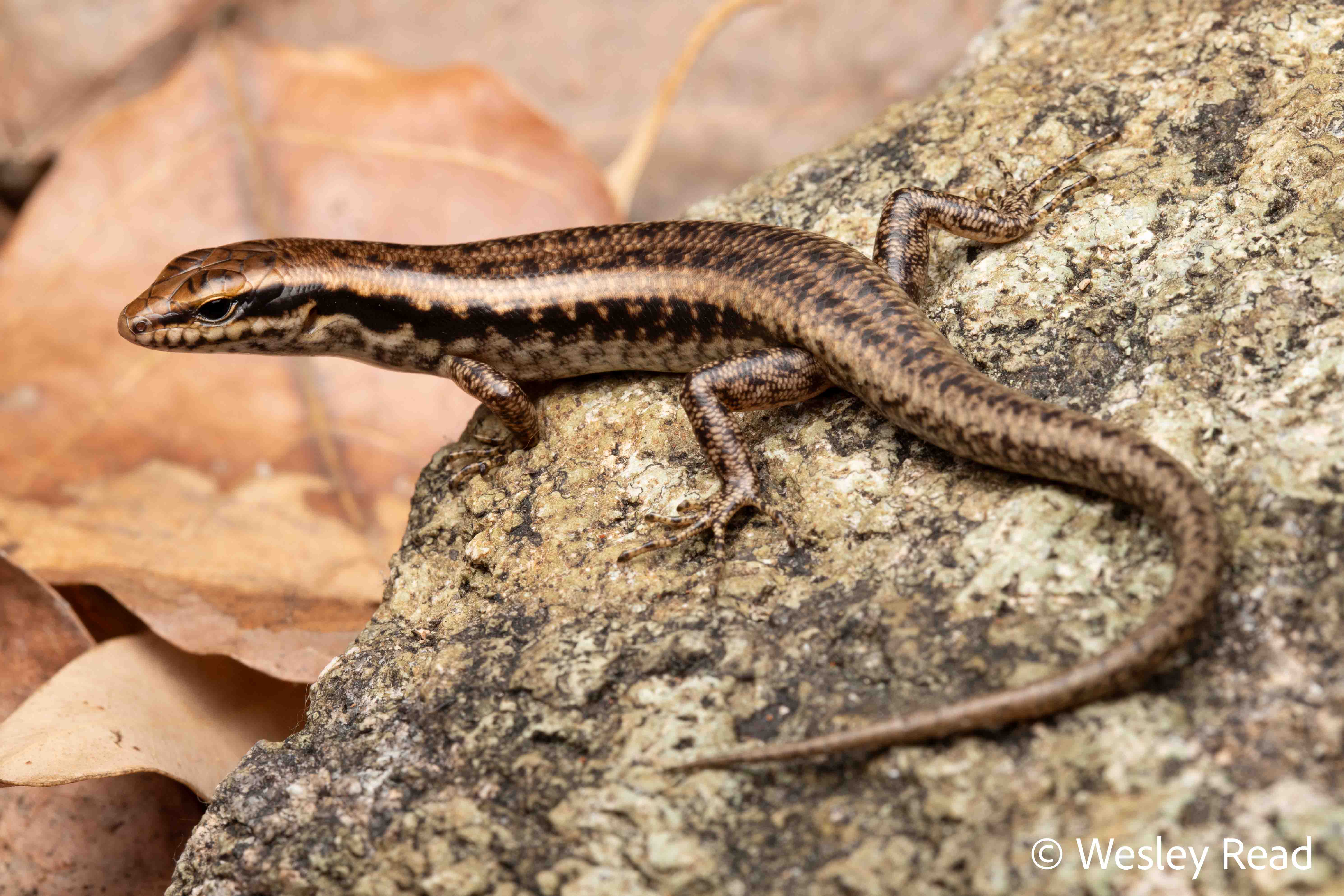 Concinnia brachysoma