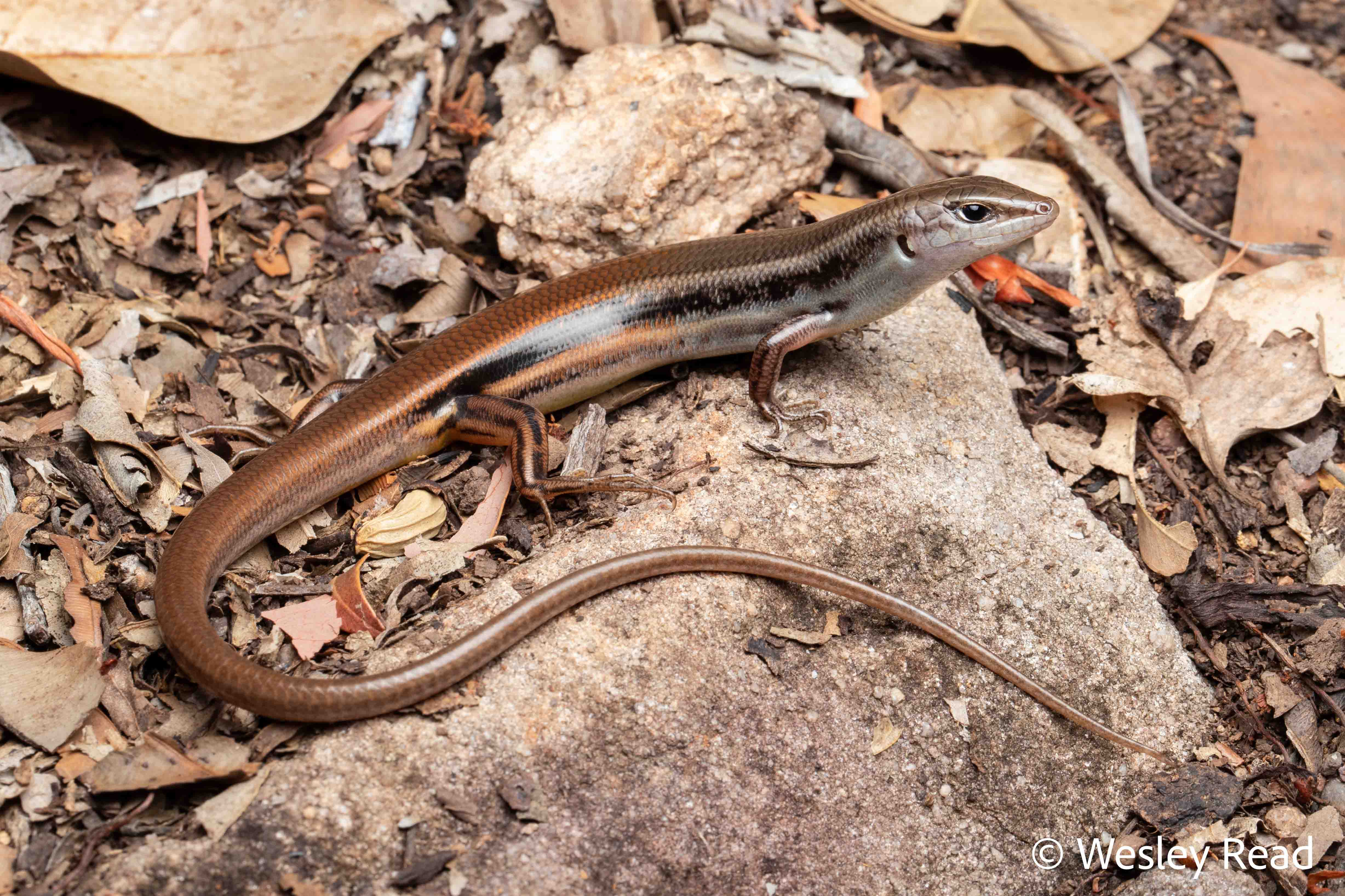Ctenotus coggeri