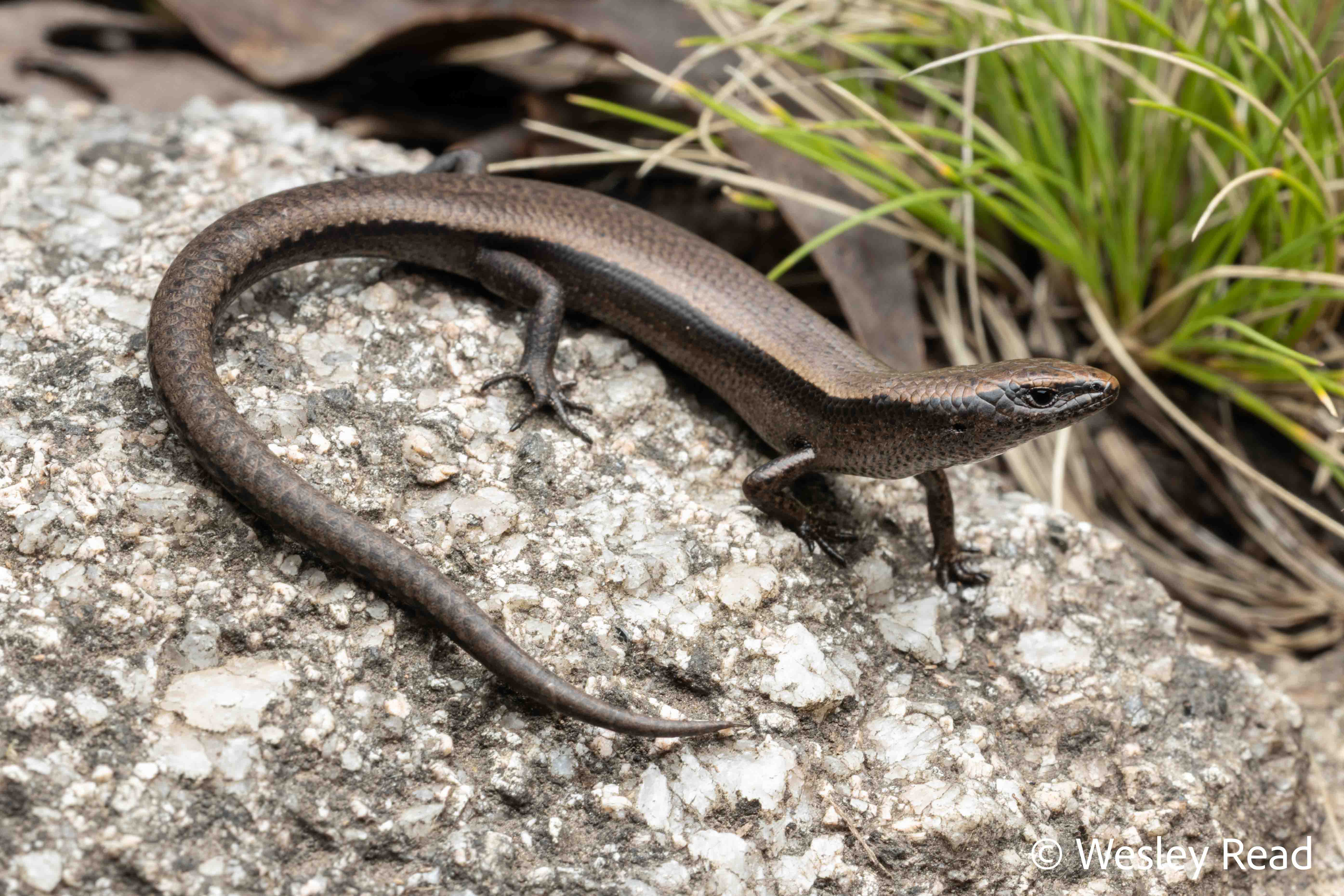 Carinascincus coventryi