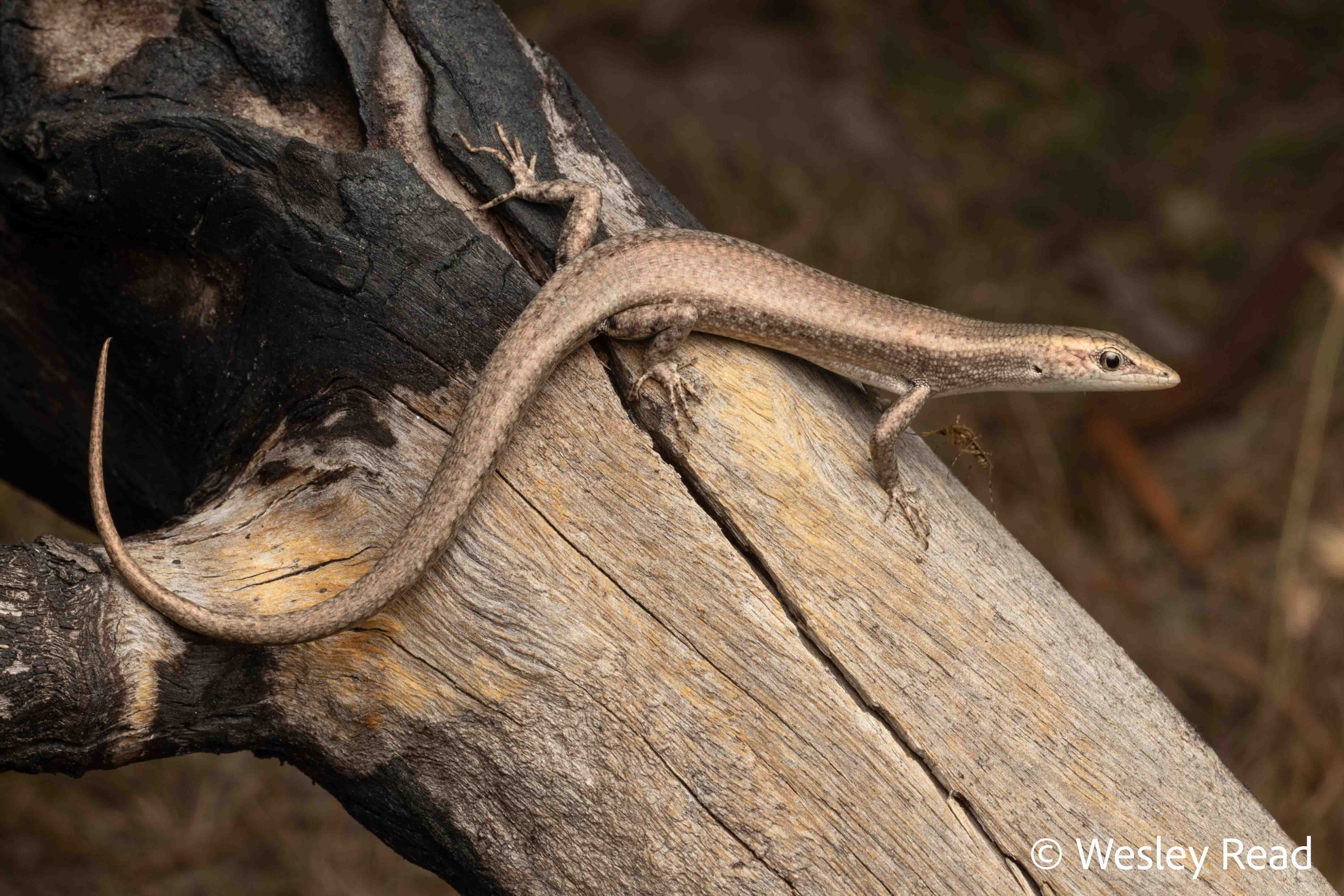 Cryptoblepharus cygnatus