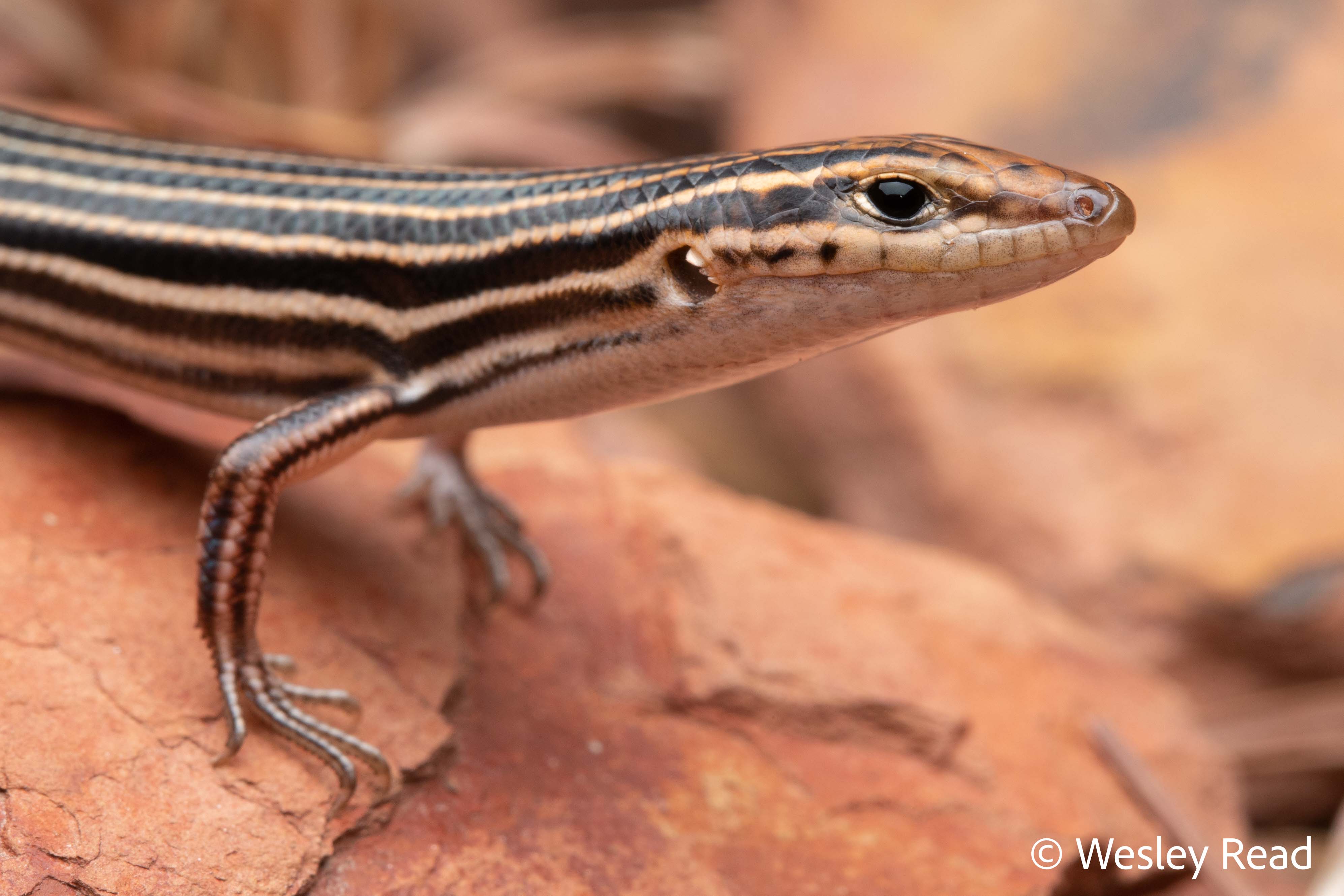 Ctenotus decaneurus