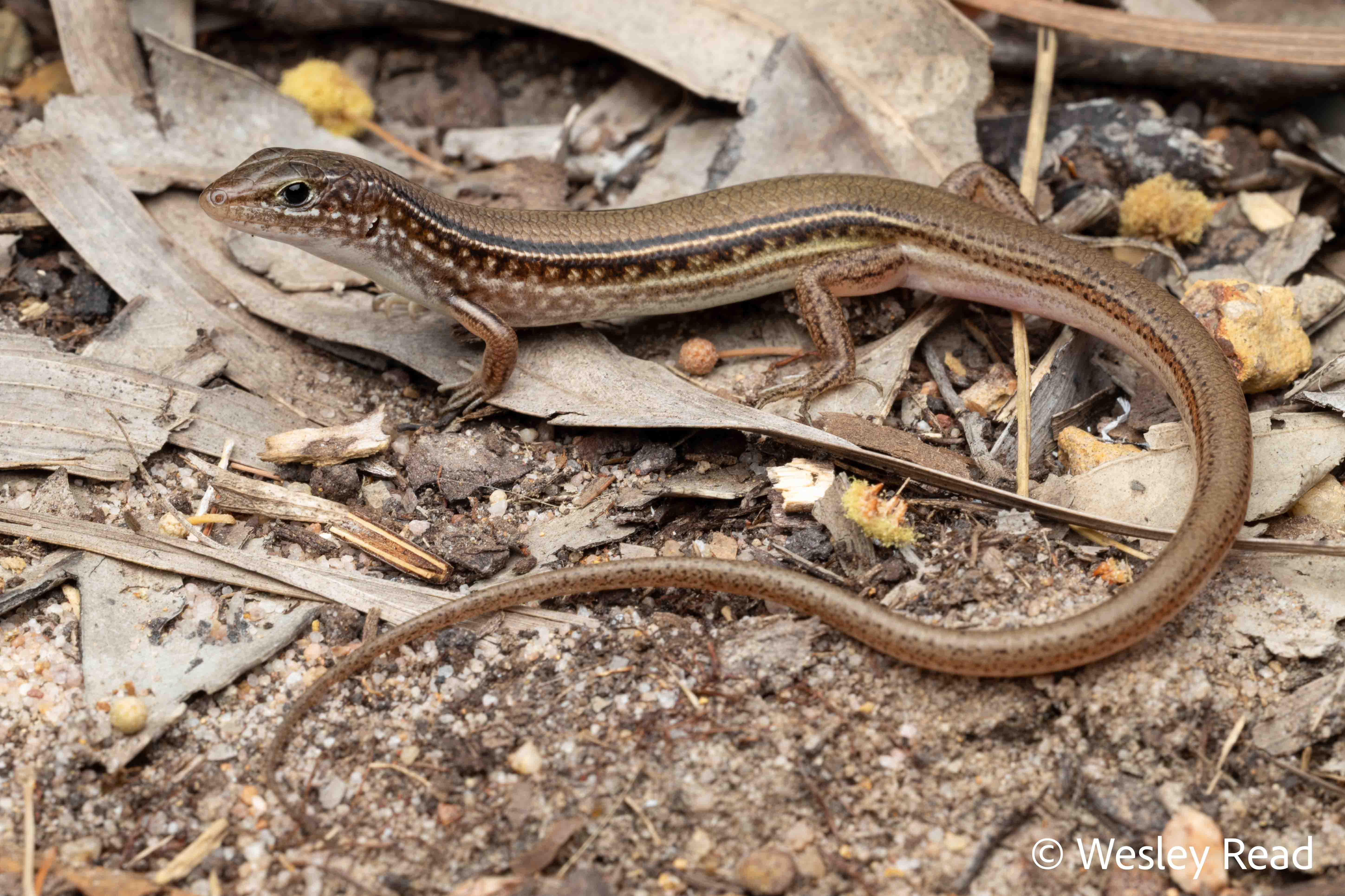 Ctenotus essingtonii