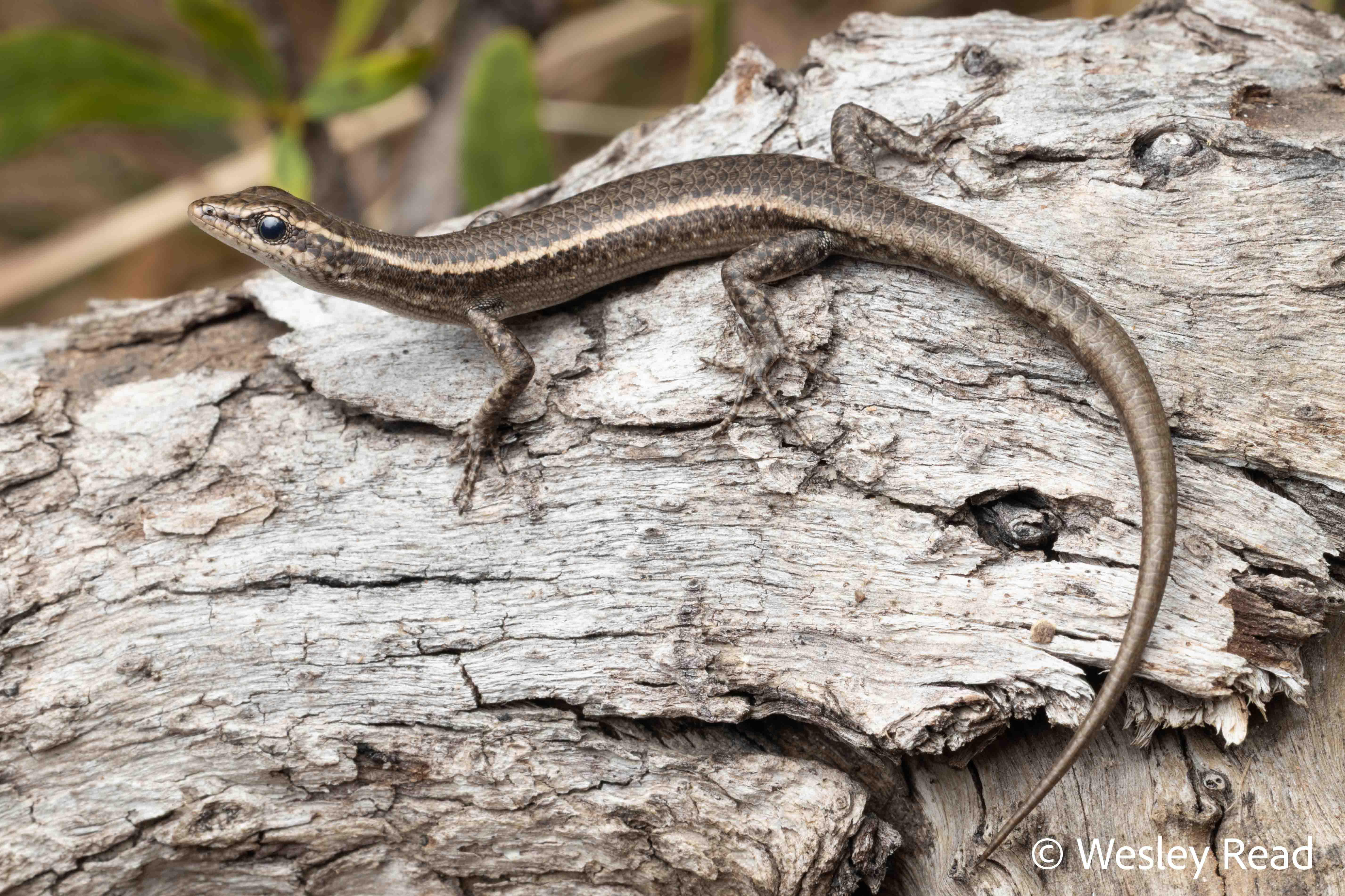 Cryptoblepharus exochus