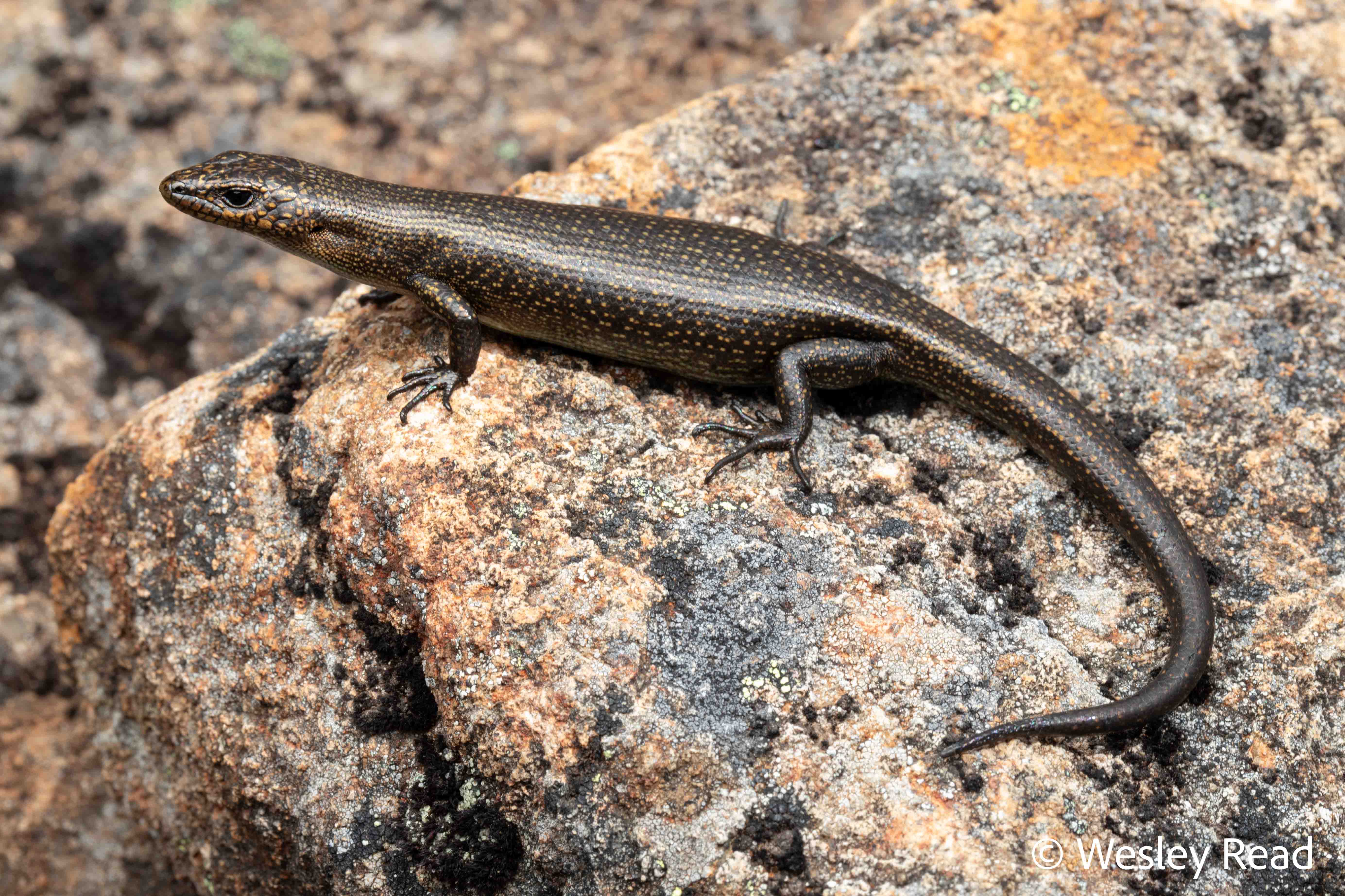 Carinascincus greeni