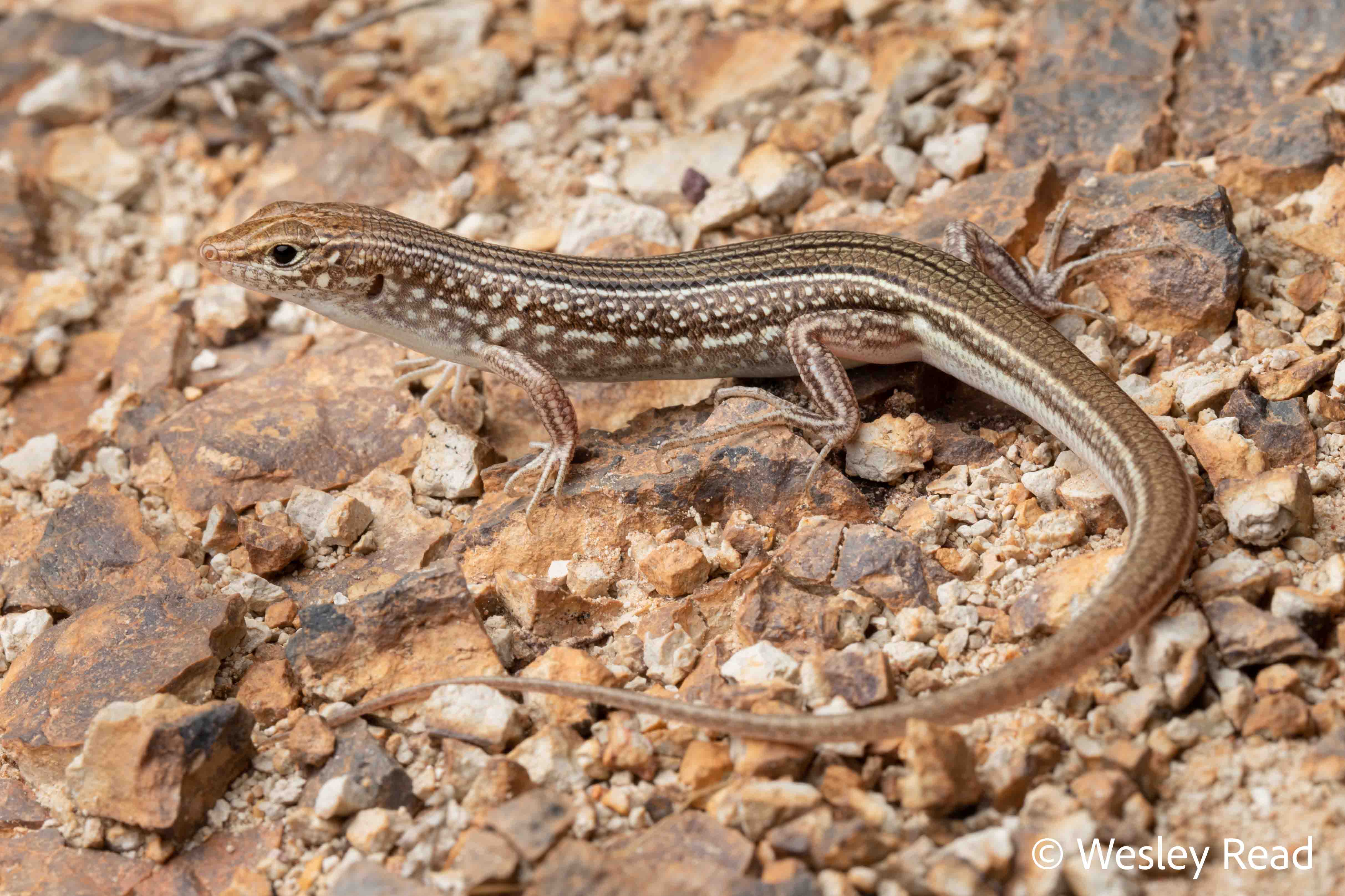 Ctenotus hebetior
