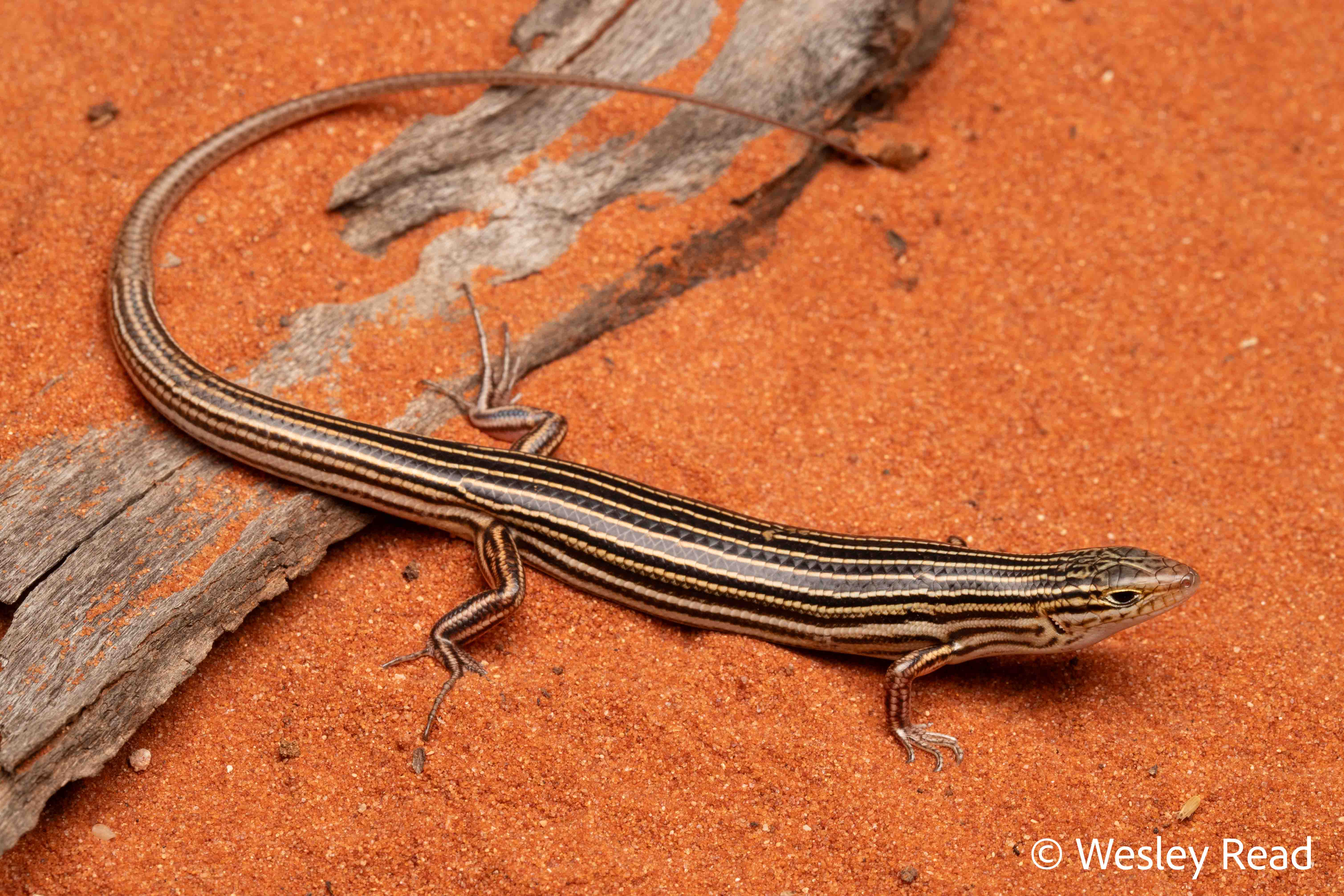 Ctenotus iapetus