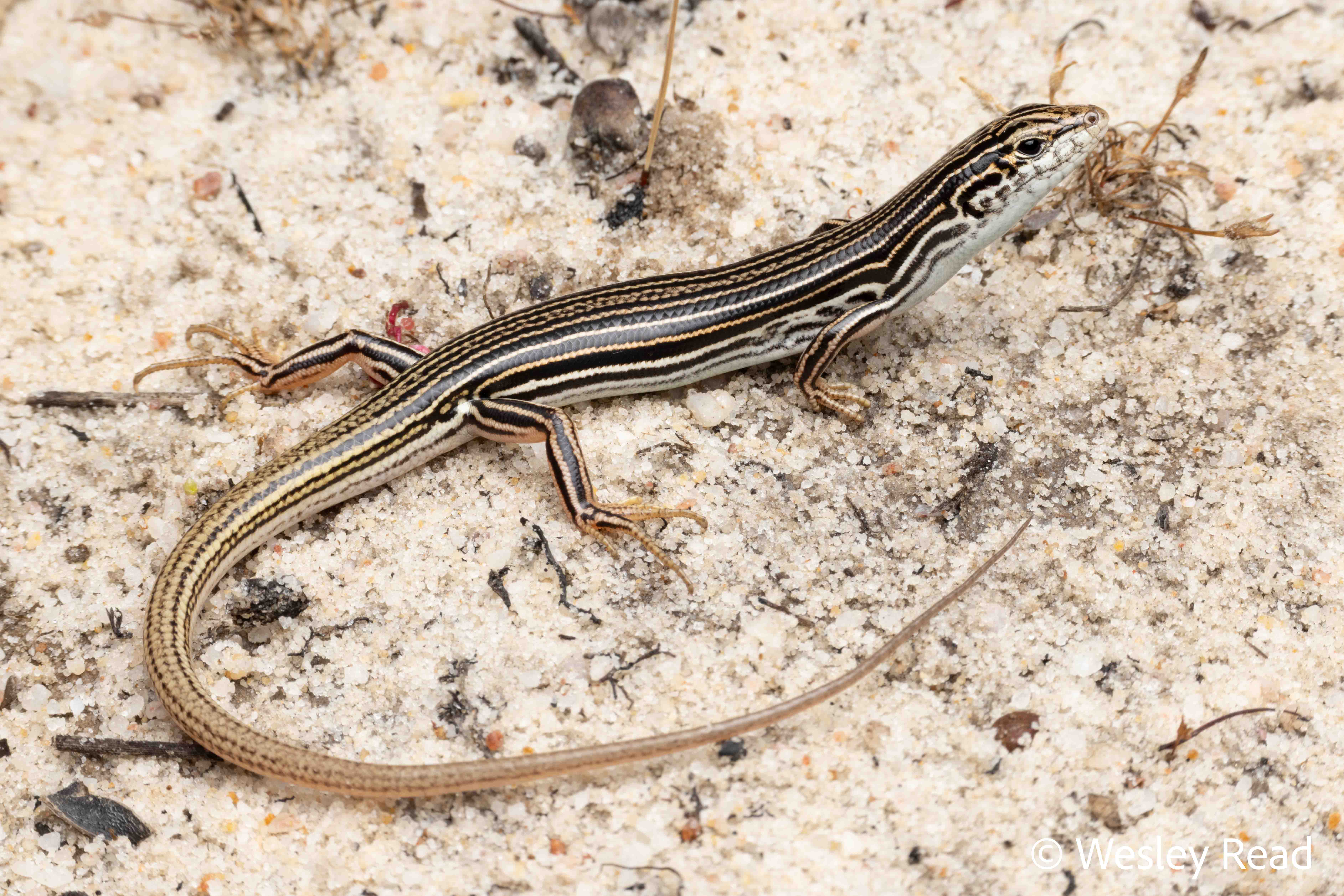Ctenotus impar