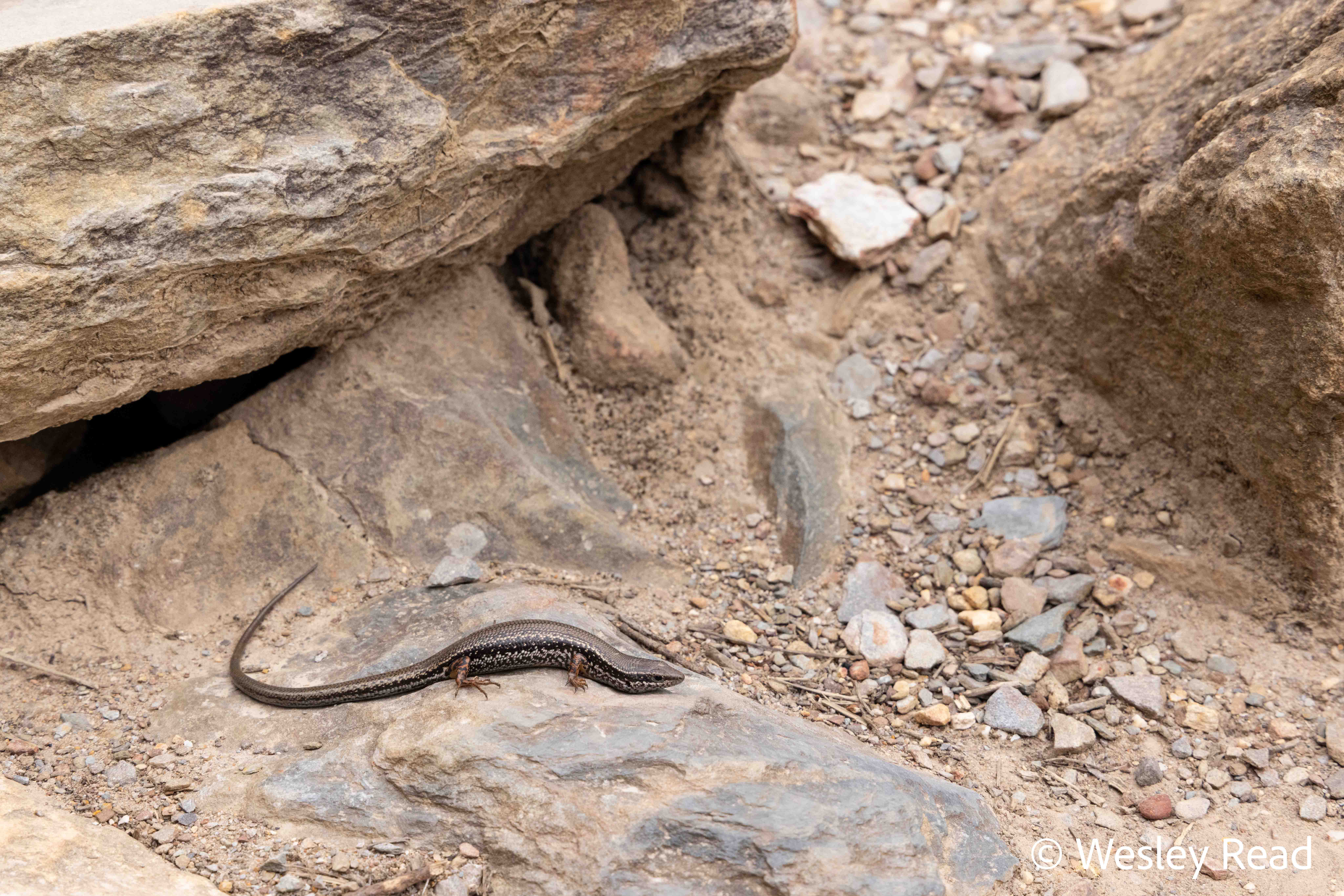 Ctenotus labillardieri