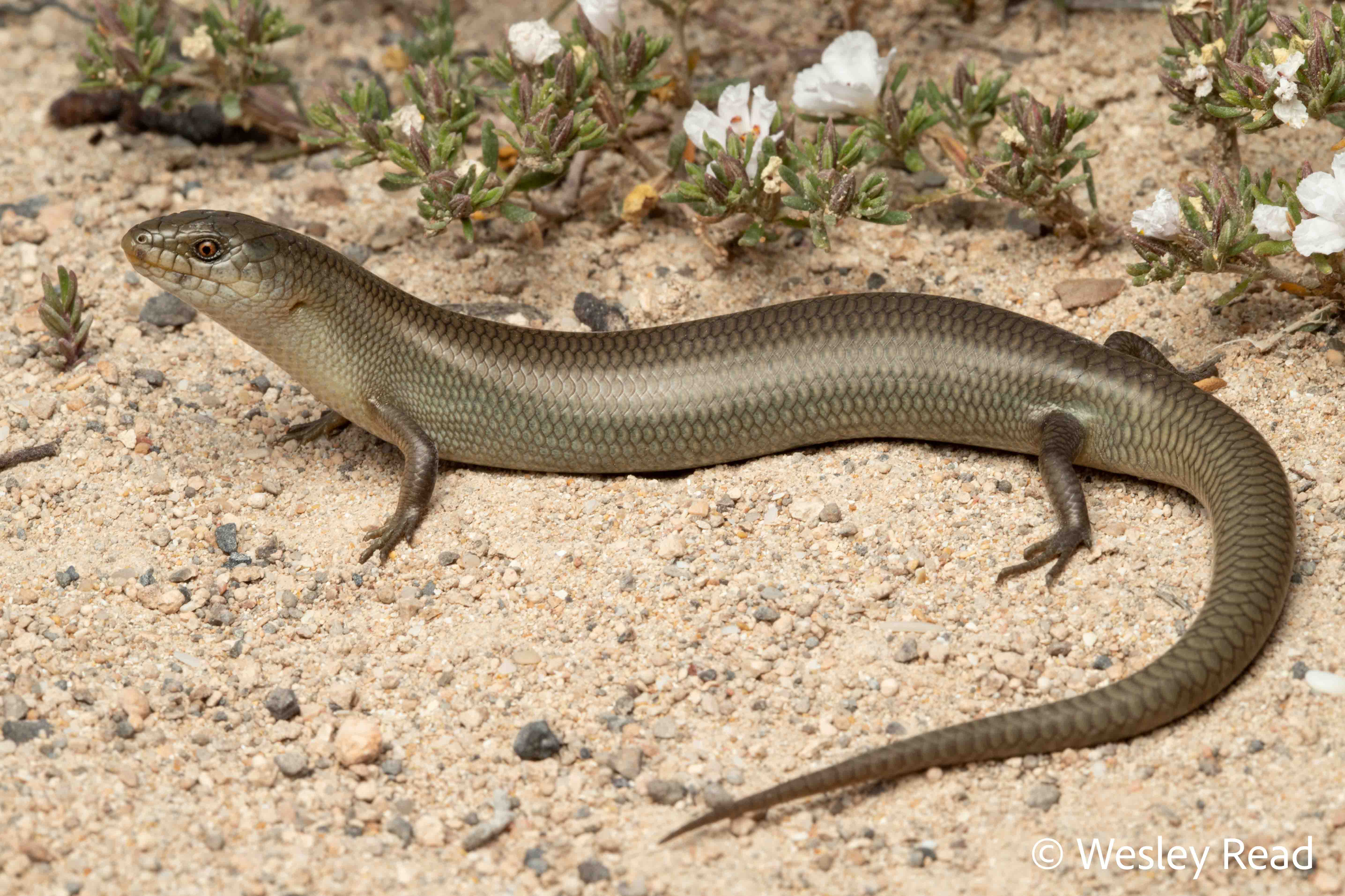 Cyclodomorphus melanops