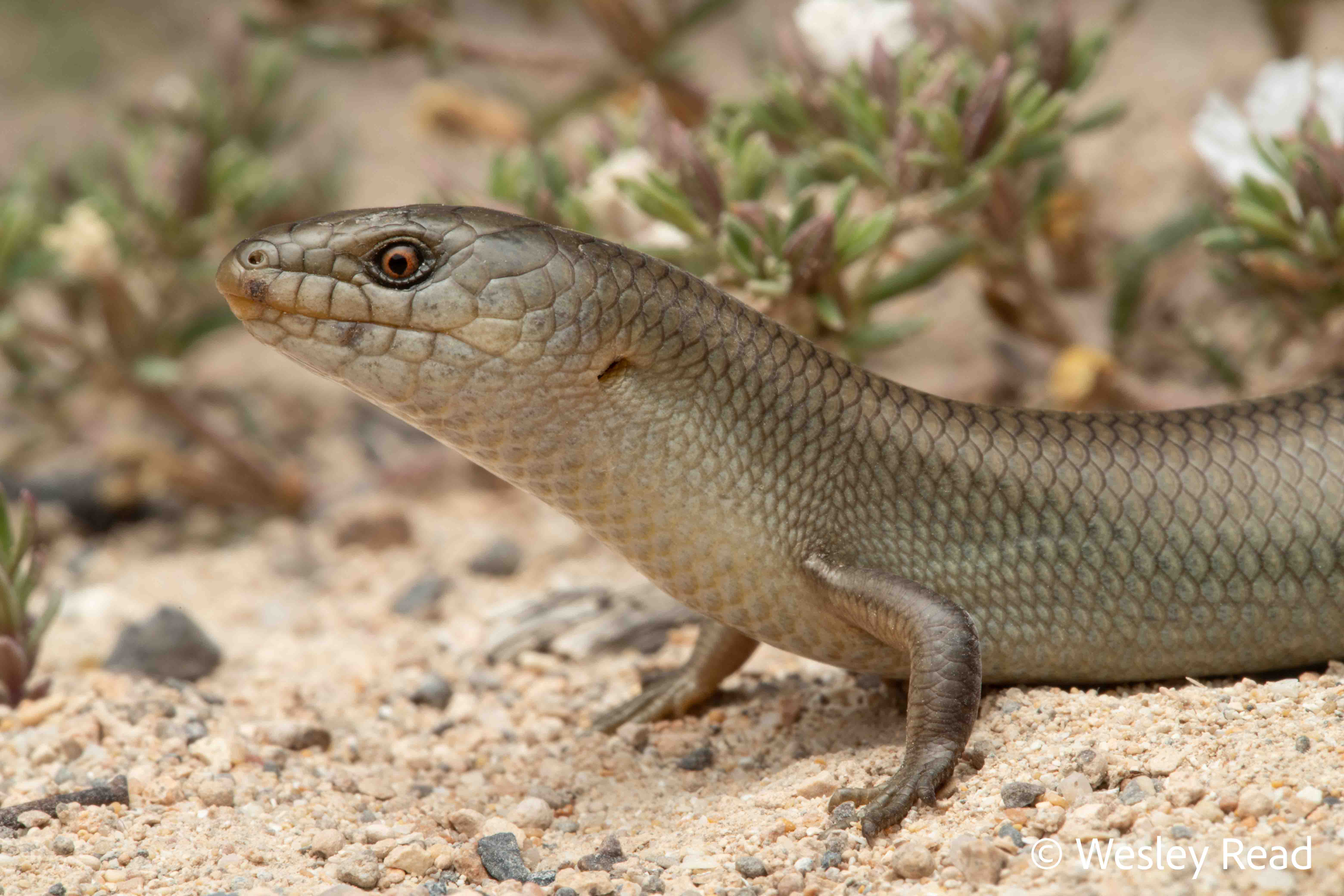 Cyclodomorphus melanops