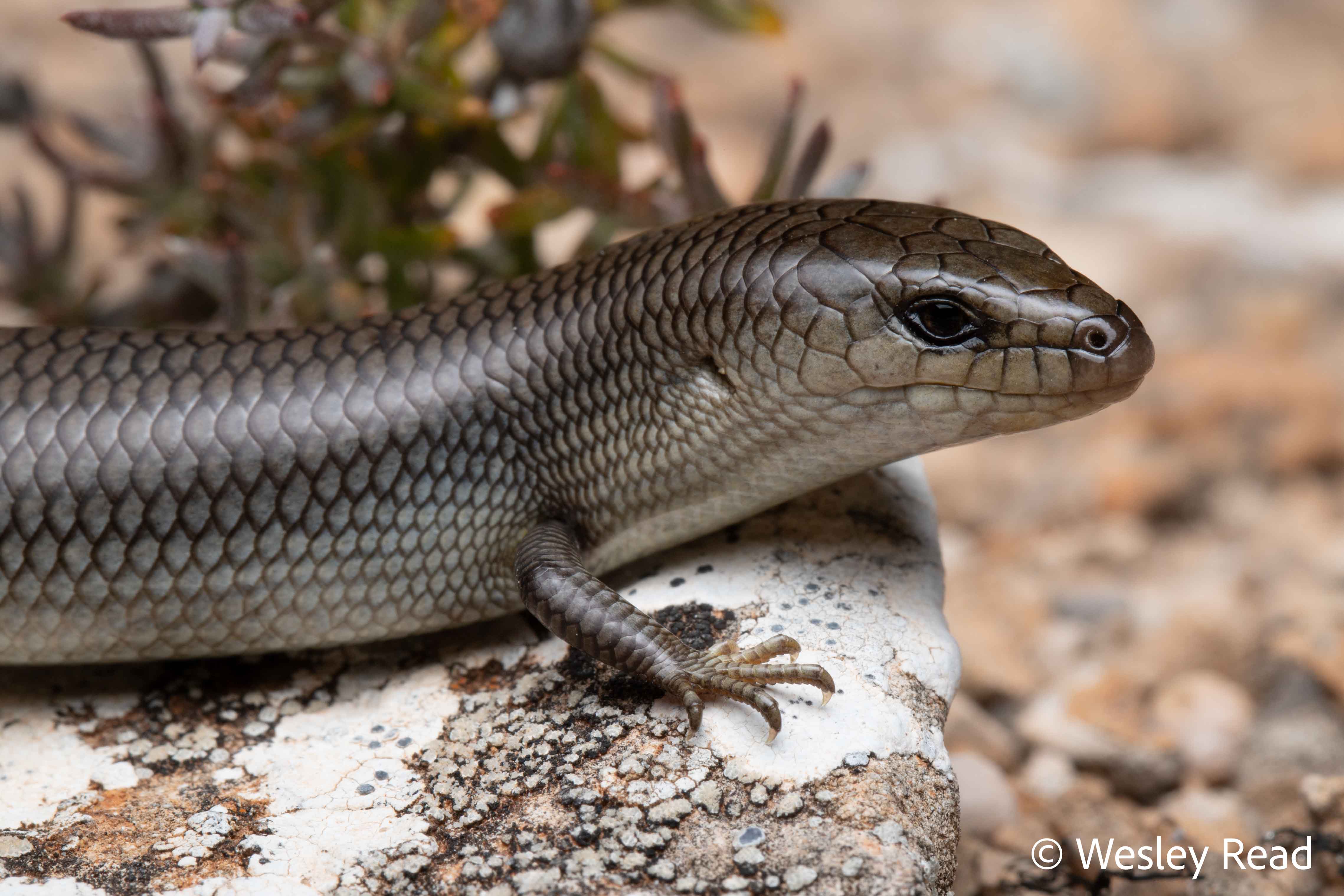 Cyclodomorphus melanops