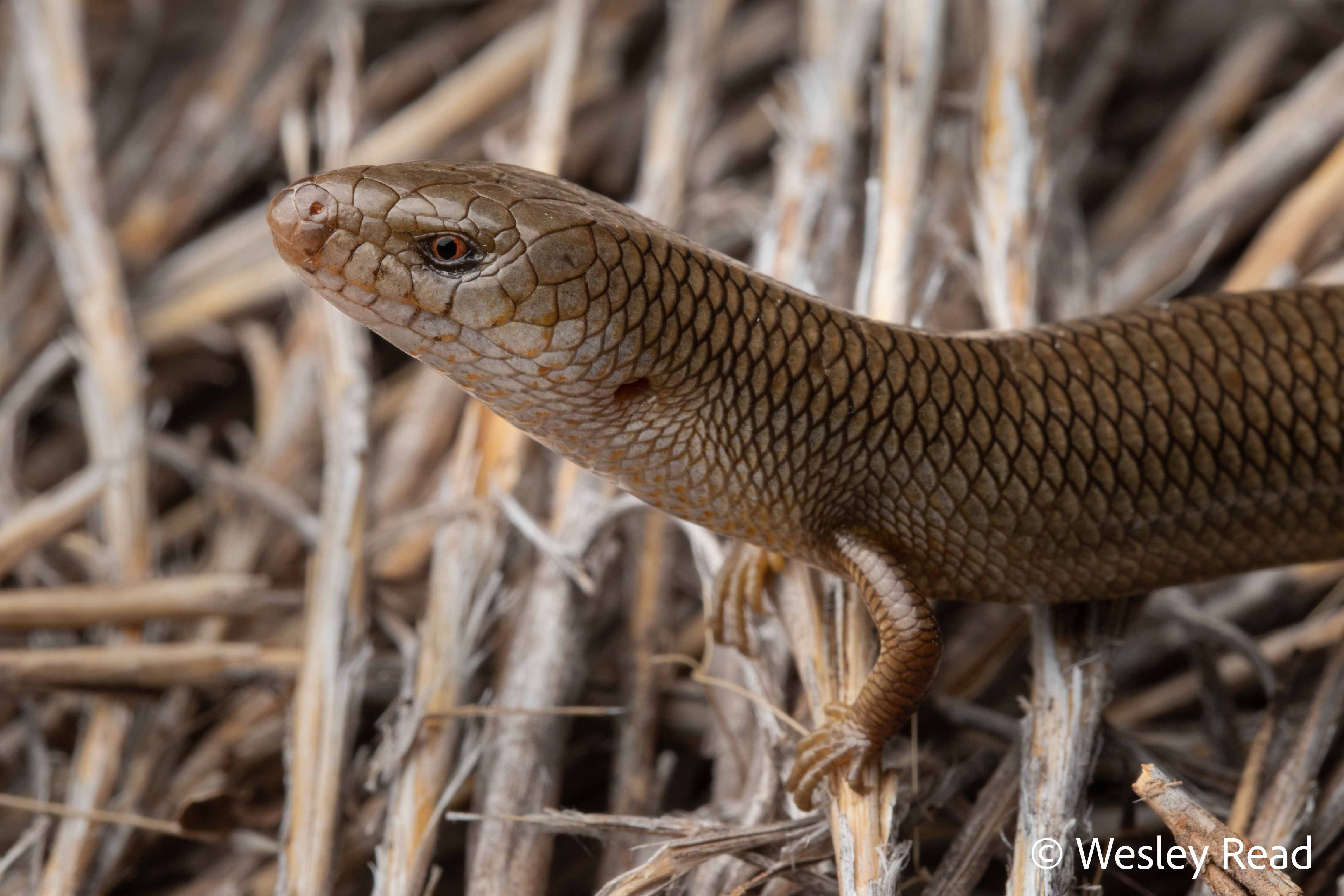 Cyclodomorphus melanops