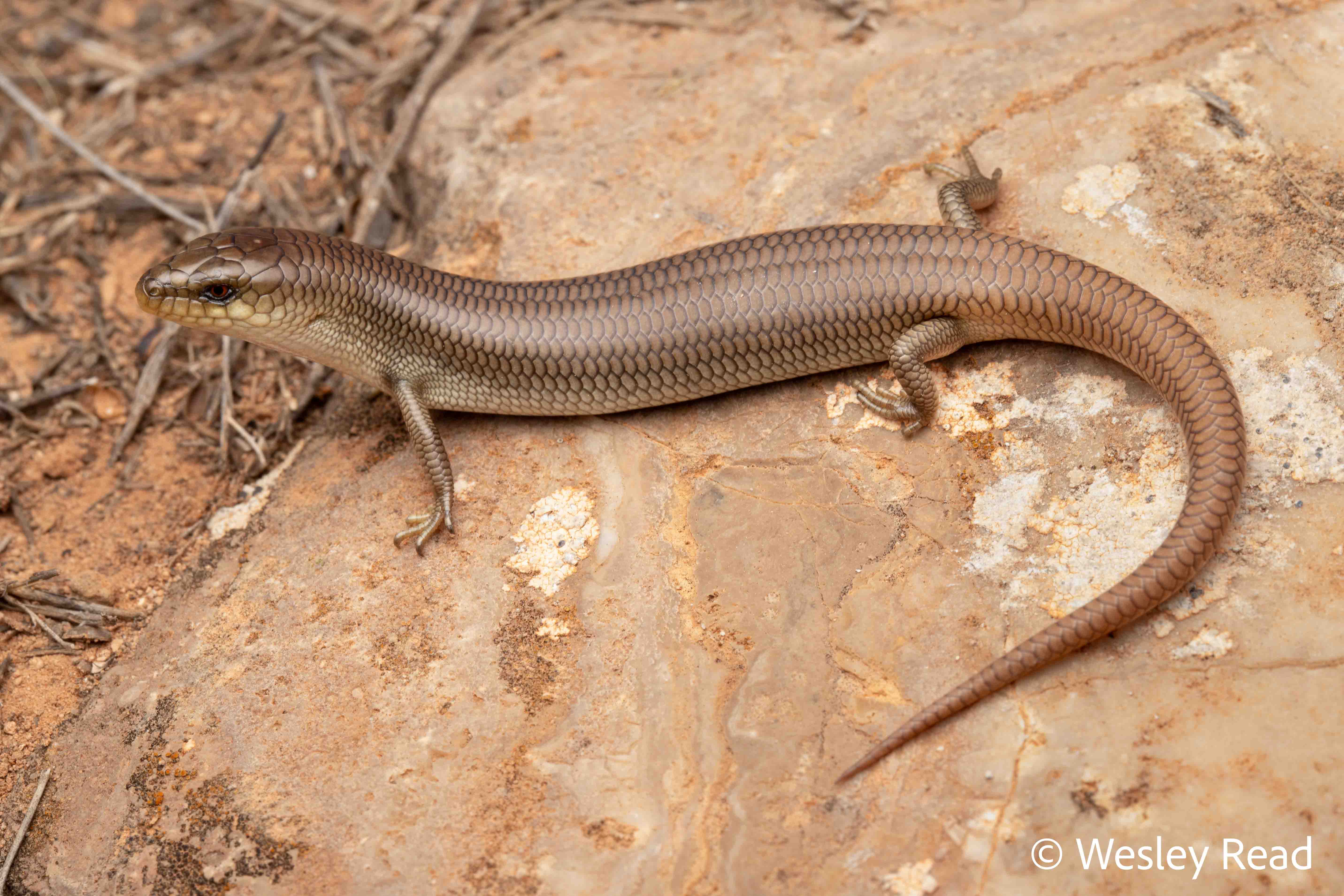 Cyclodomorphus melanops