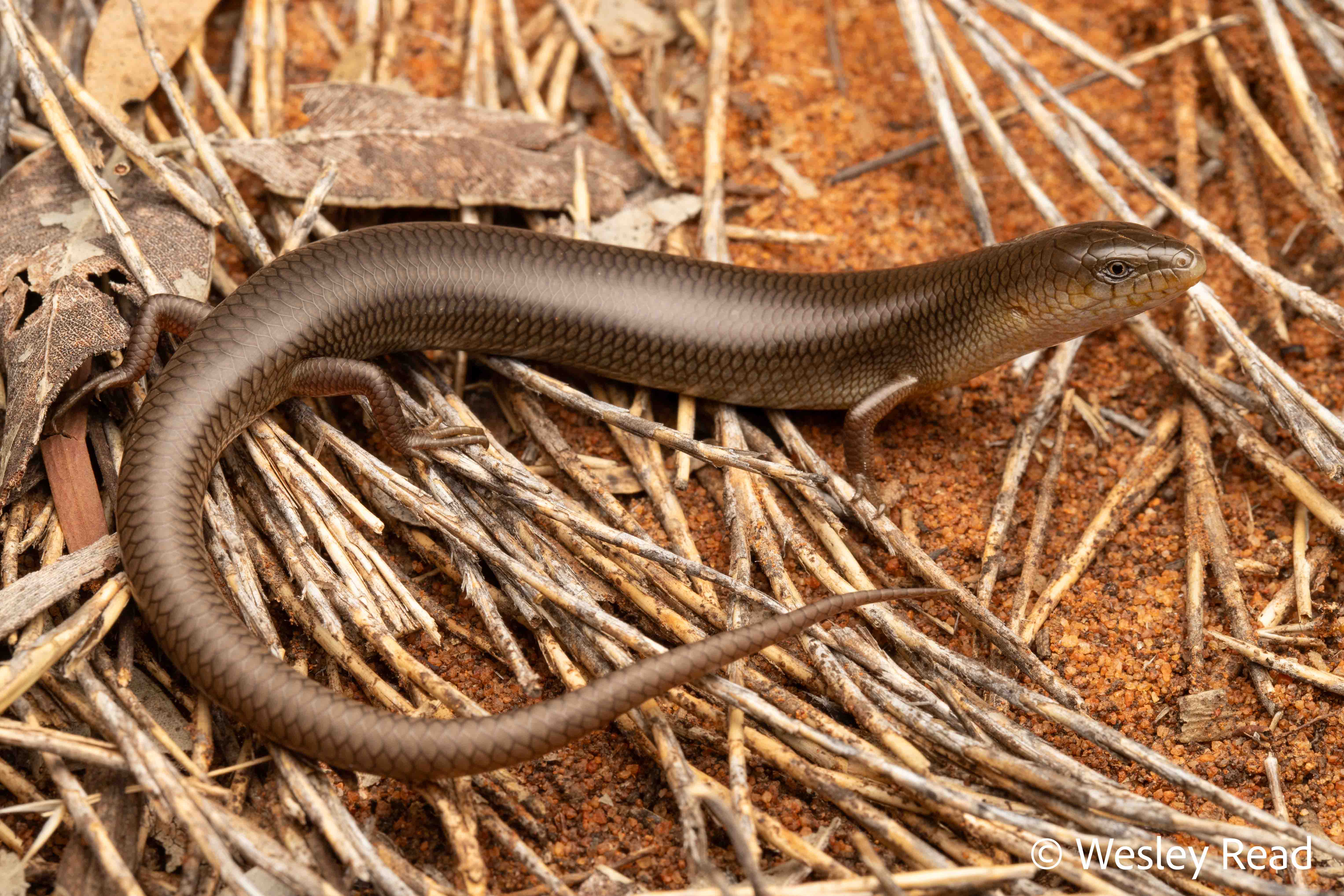 Cyclodomorphus melanops