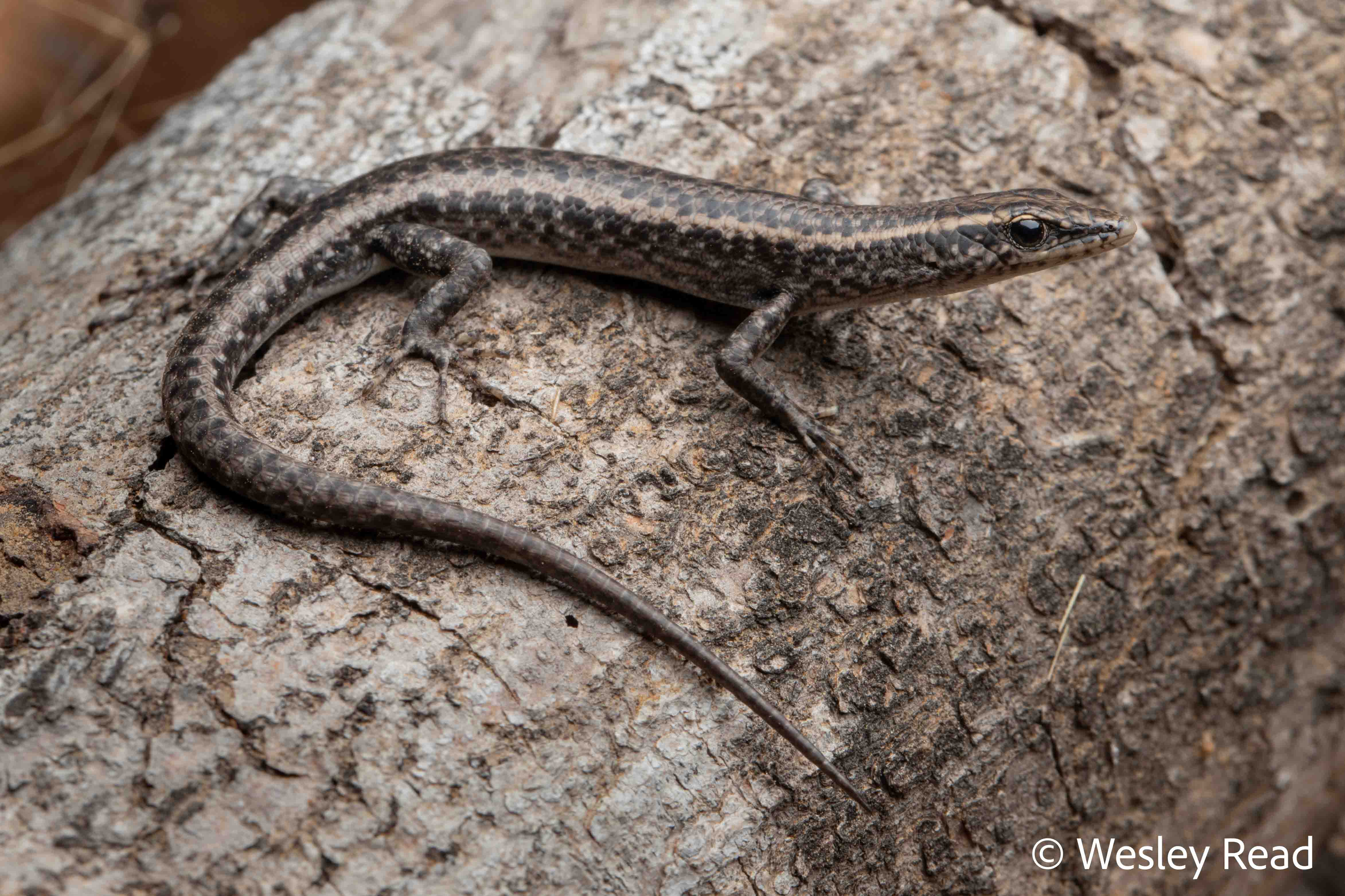 Cryptoblepharus metallicus