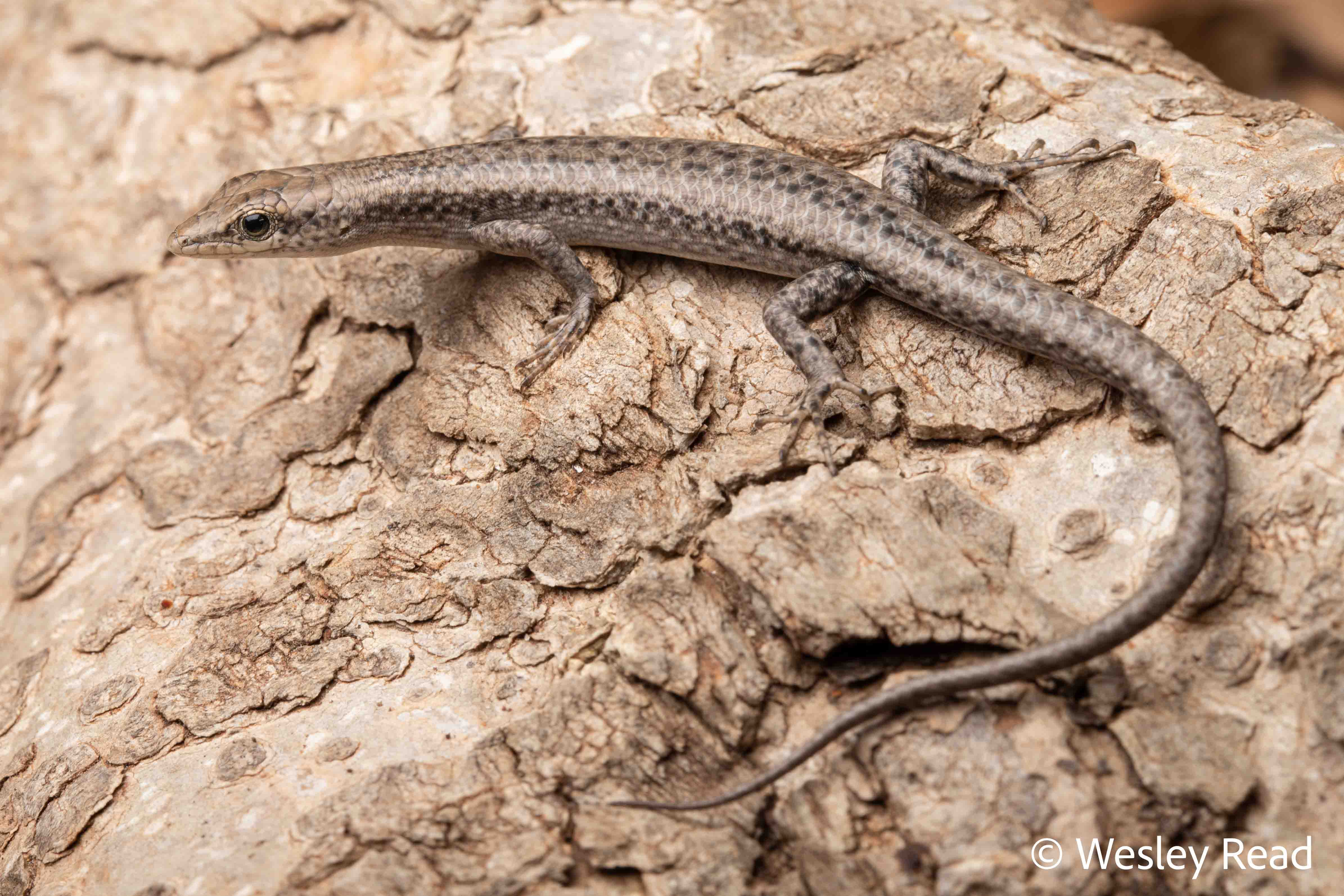 Cryptoblepharus metallicus