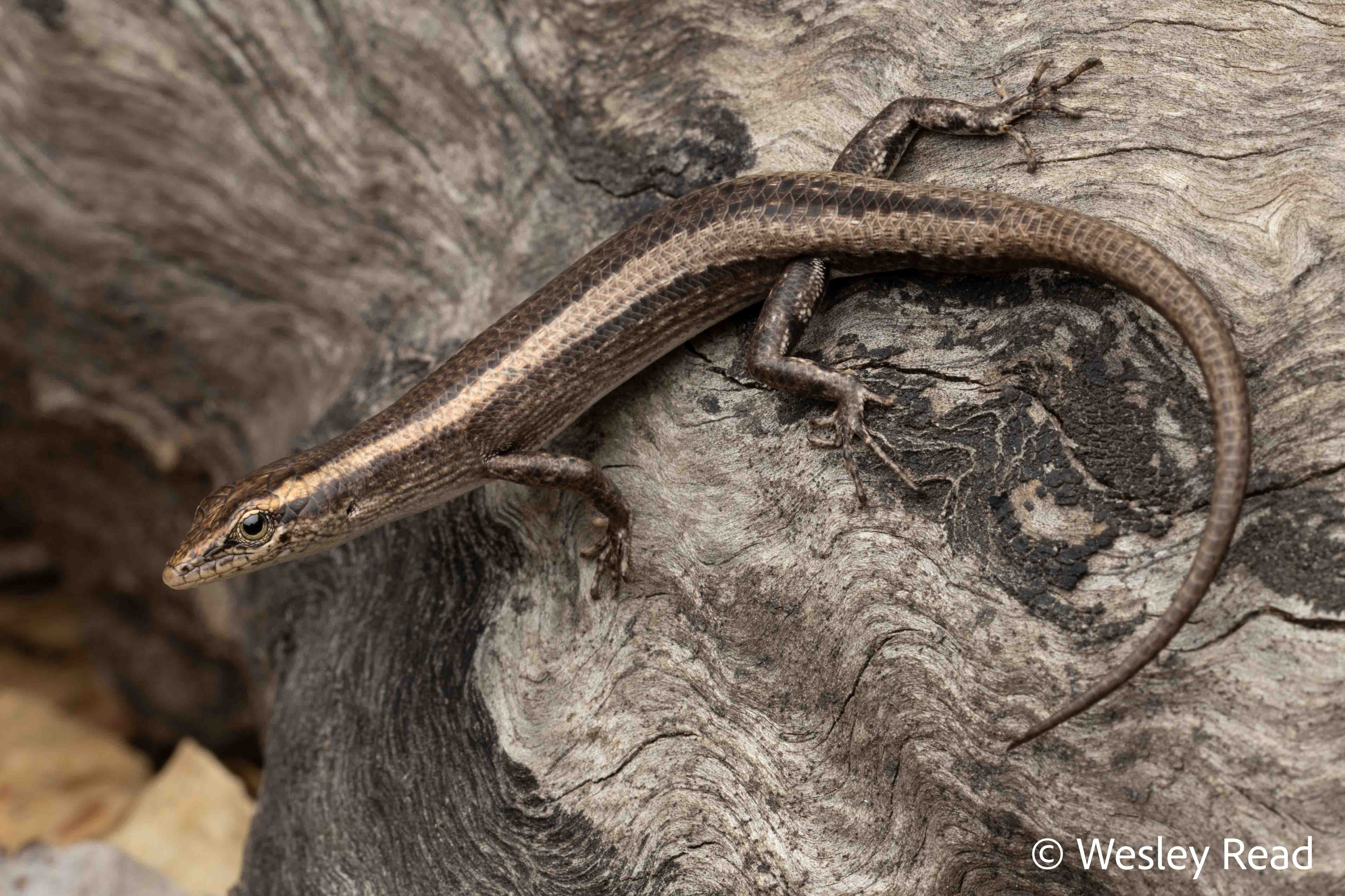 Cryptoblepharus metallicus