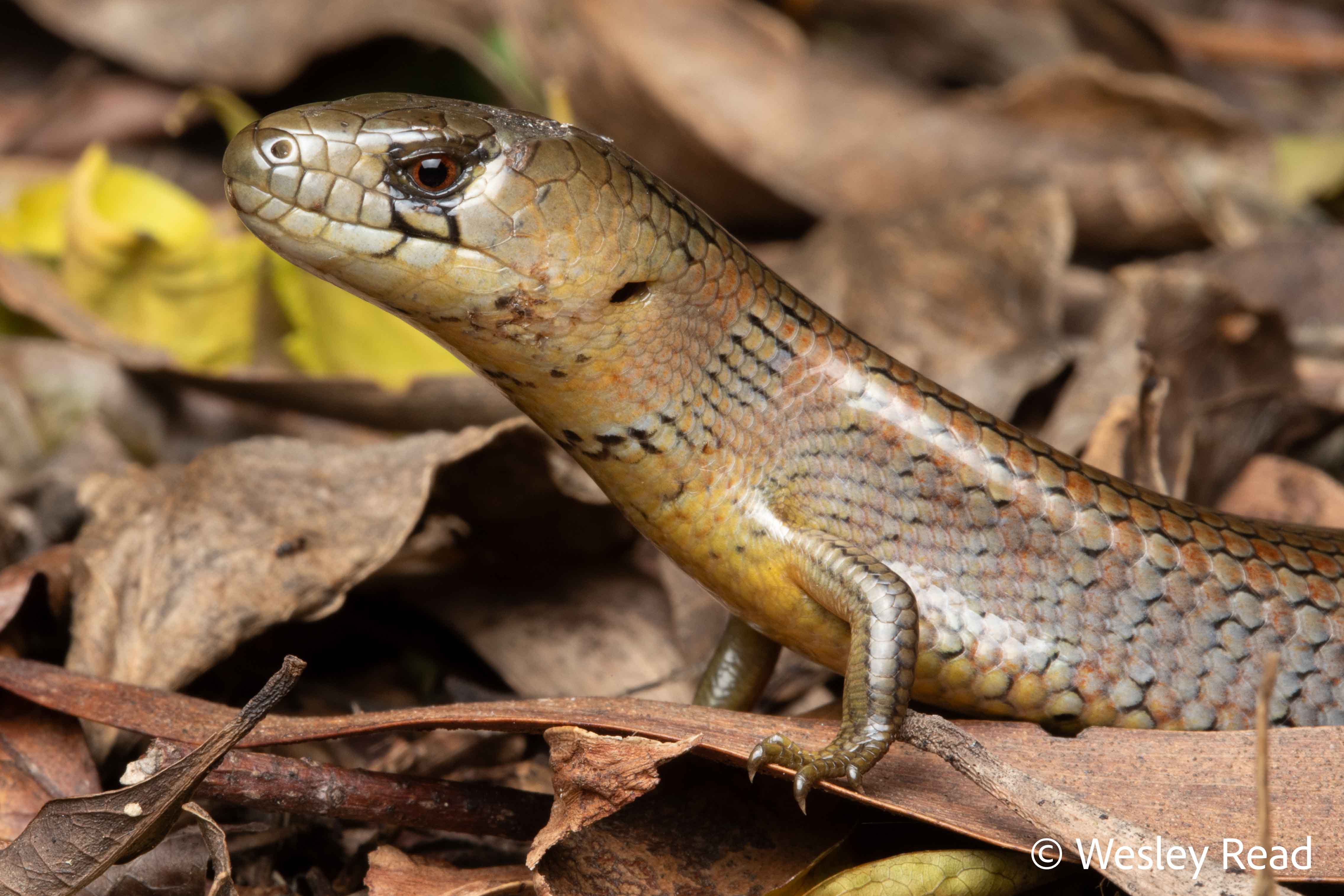 Cyclodomorphus michaeli