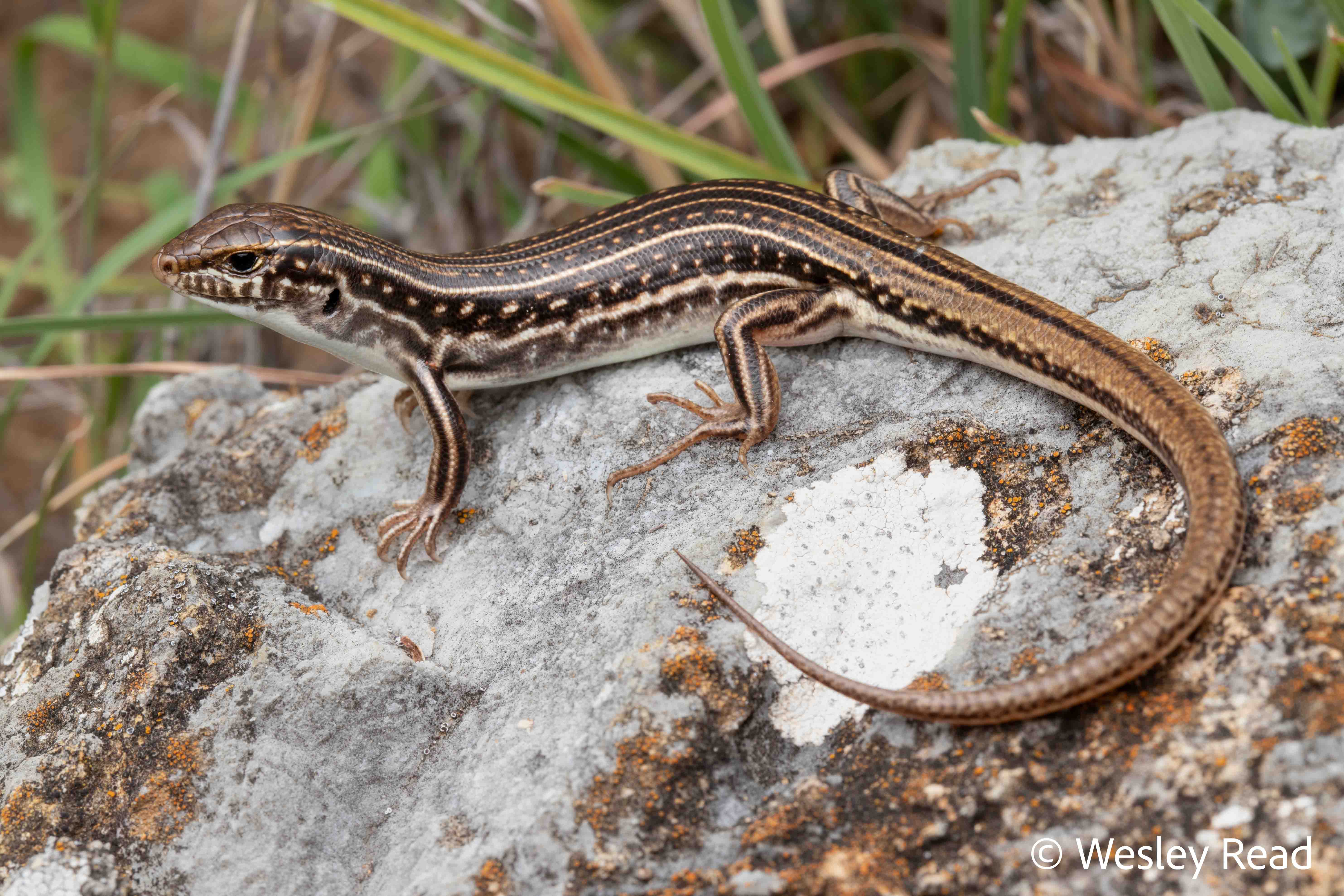 Ctenotus orientalis
