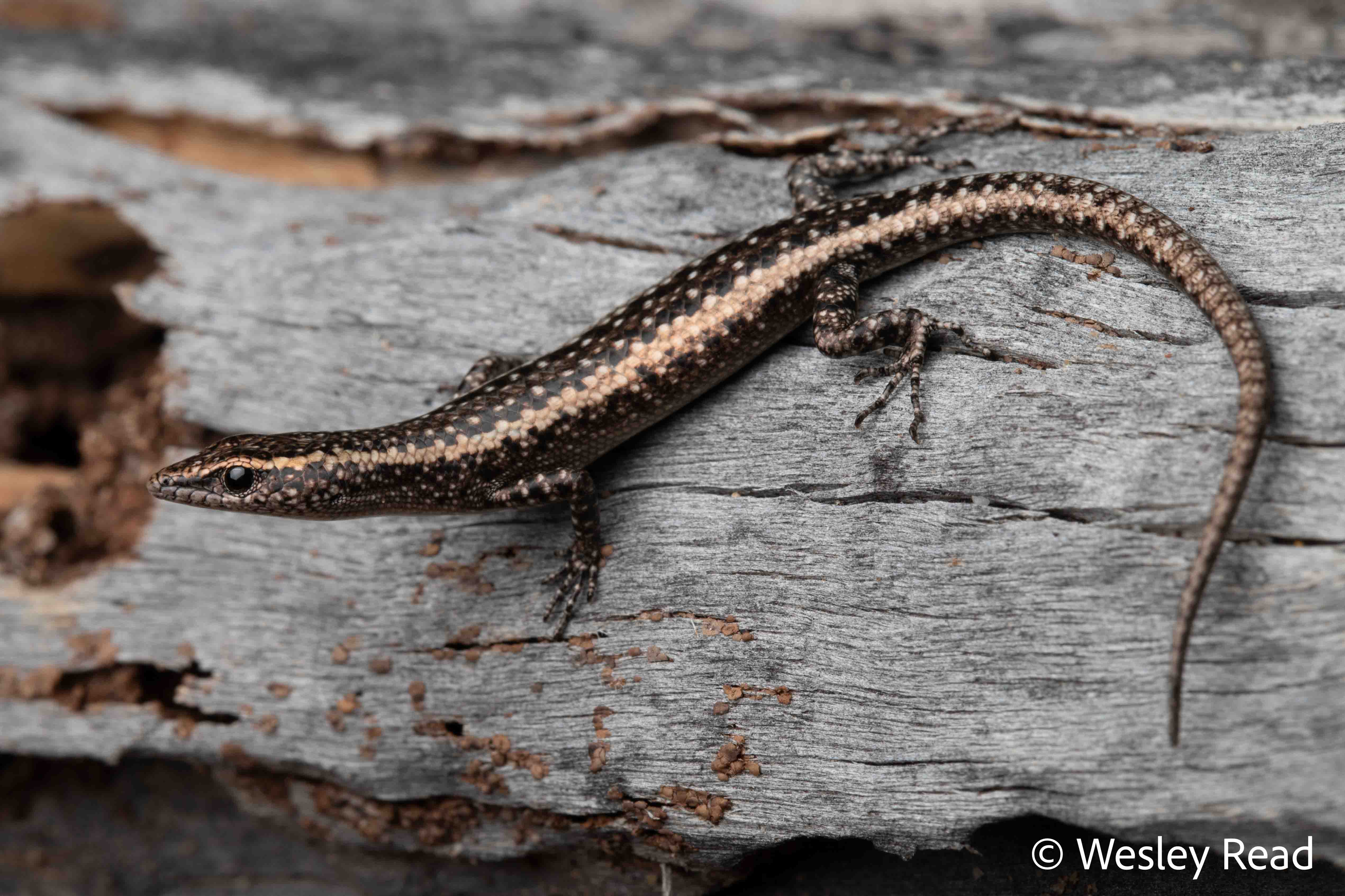 Cryptoblepharus pannosus