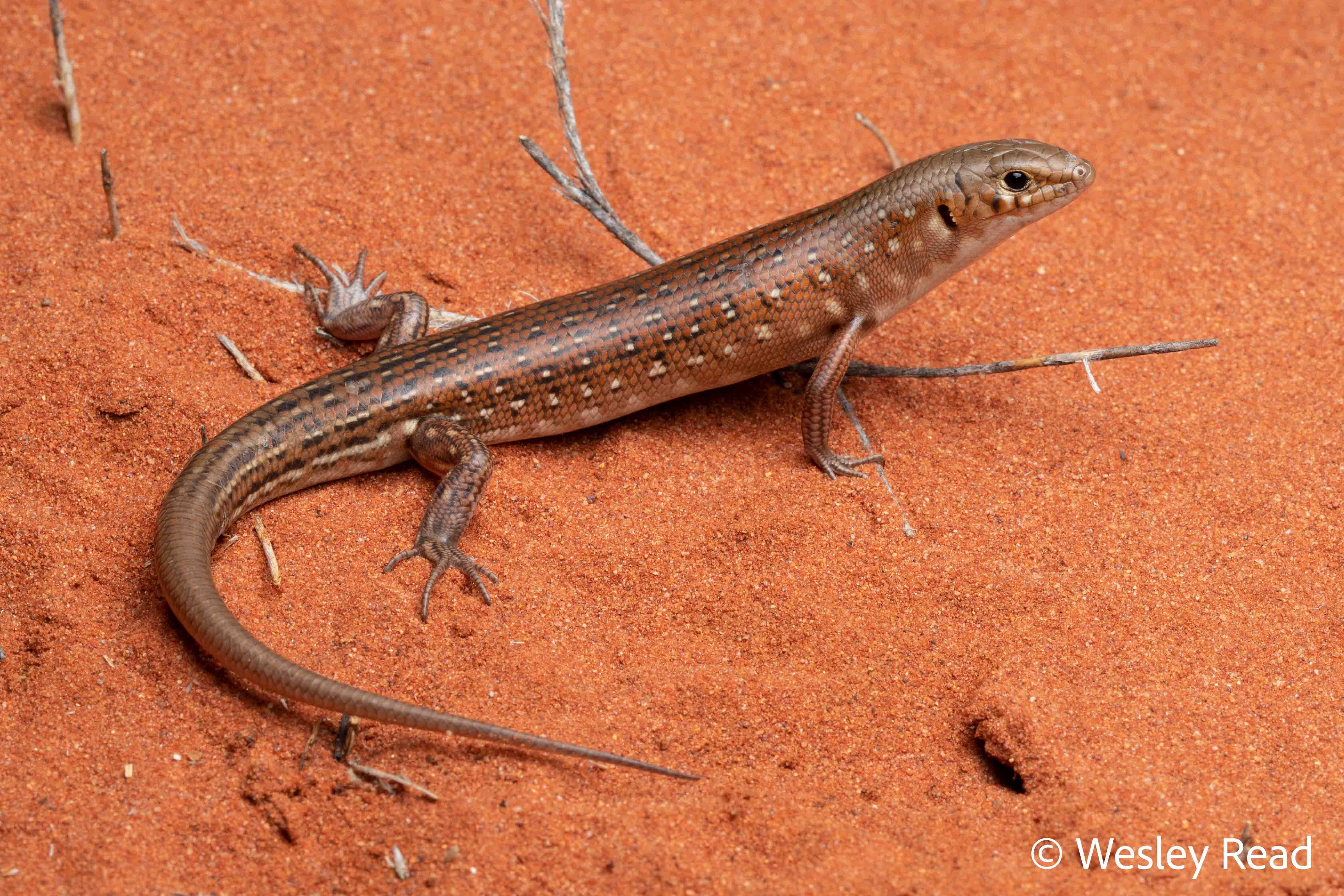 Ctenotus pantherinus