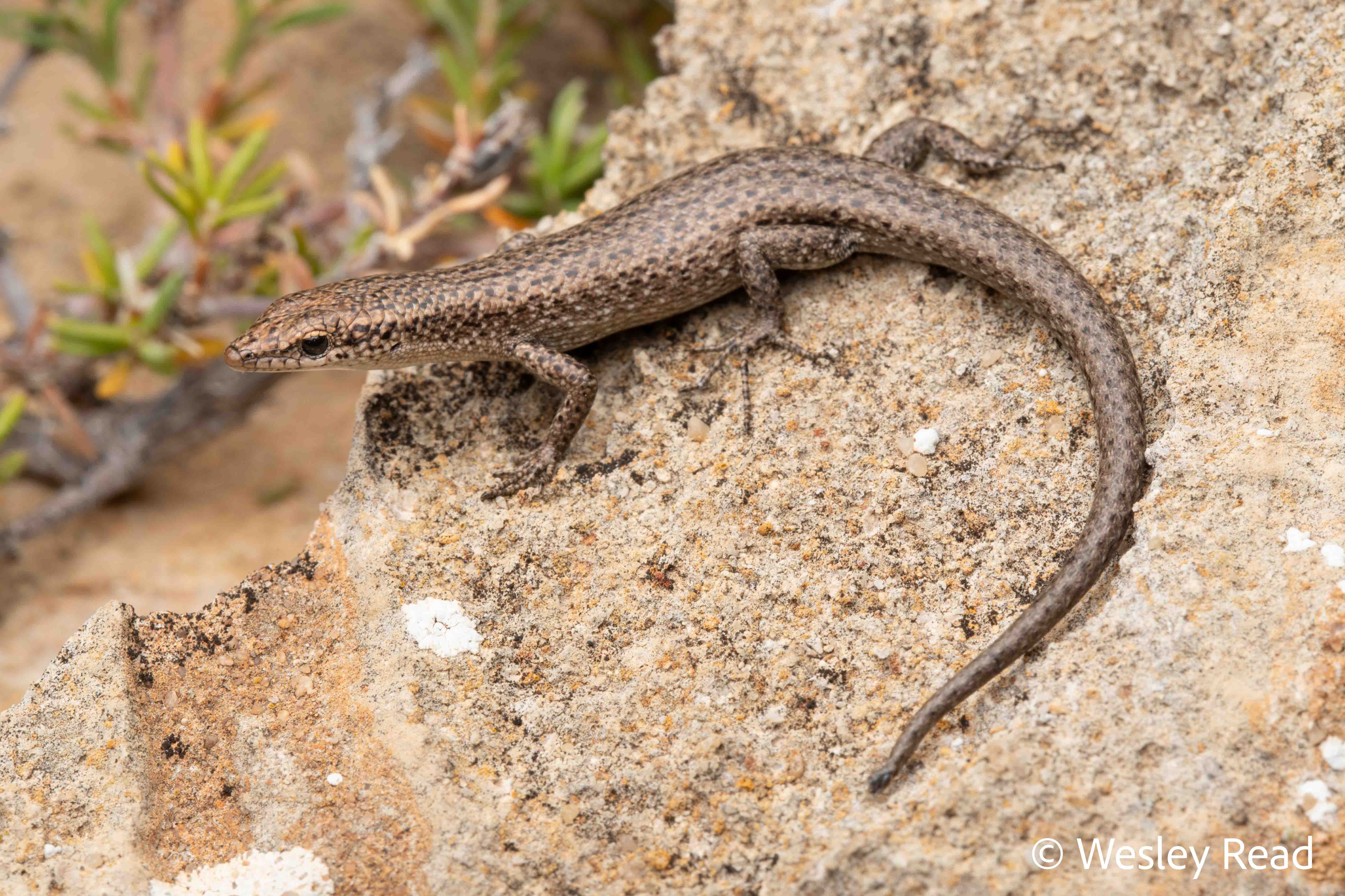 Cryptoblepharus plagiocephalus