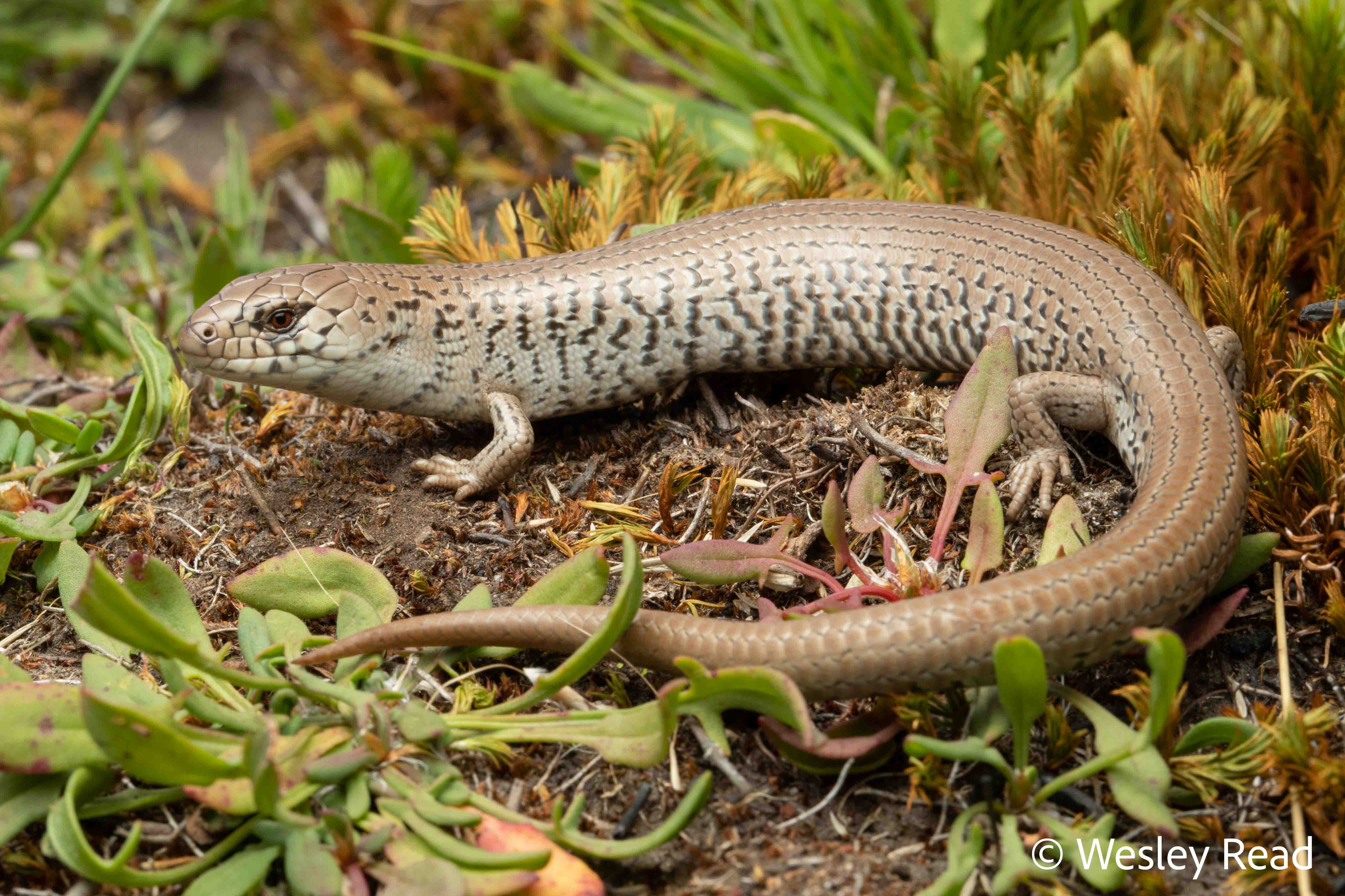 Cyclodomorphus praealtus