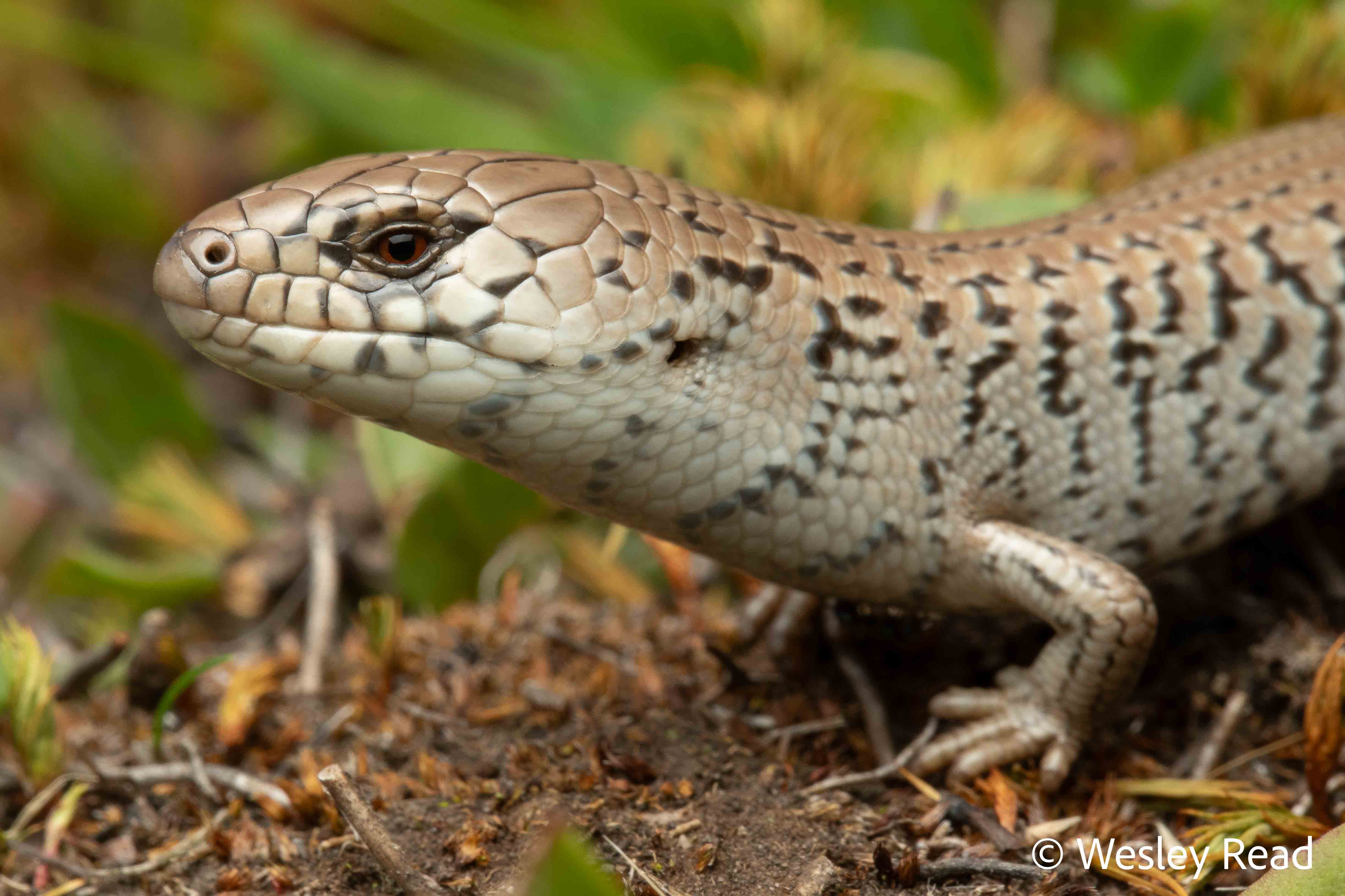 Cyclodomorphus praealtus