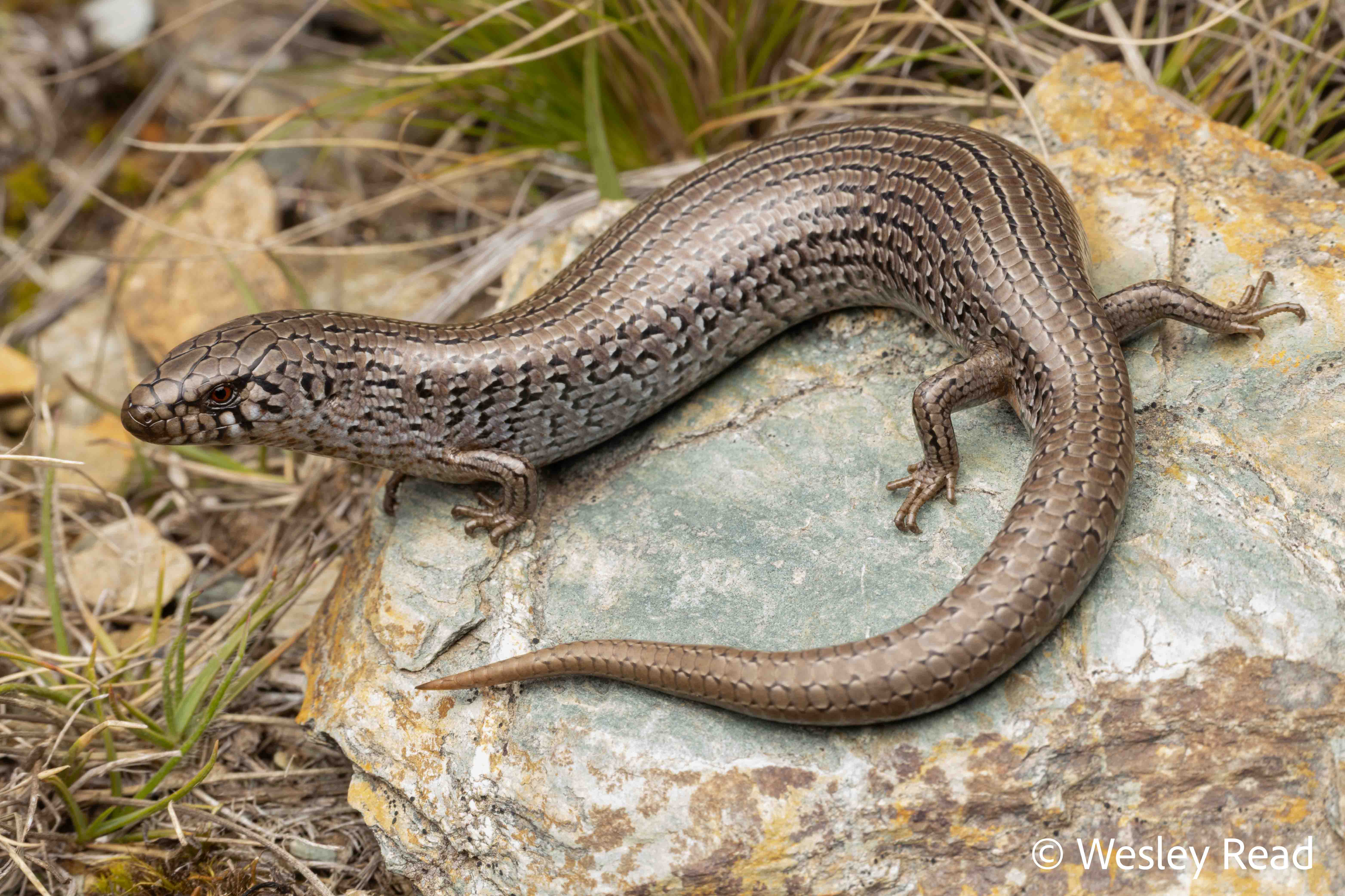Cyclodomorphus praealtus