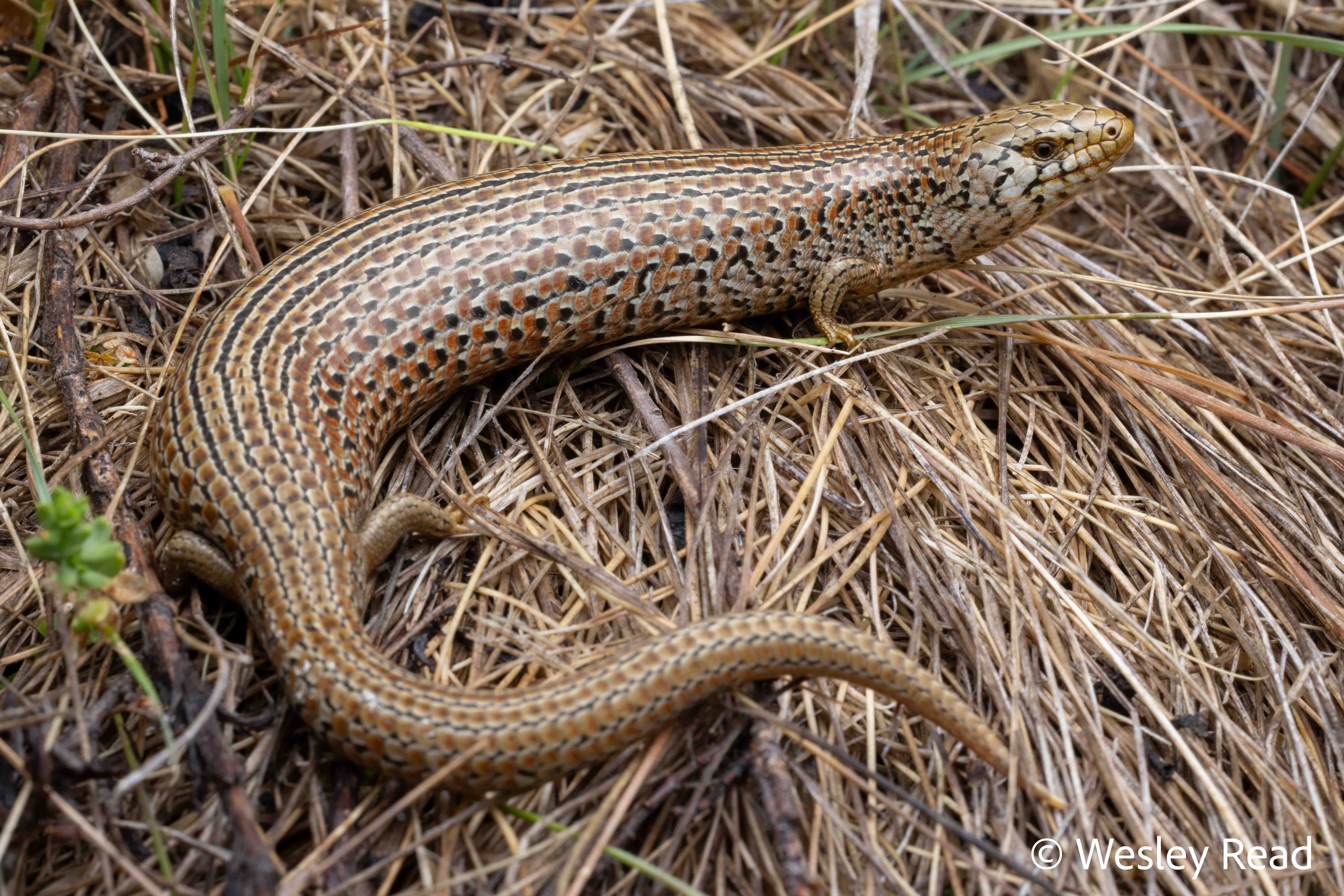 Cyclodomorphus praealtus