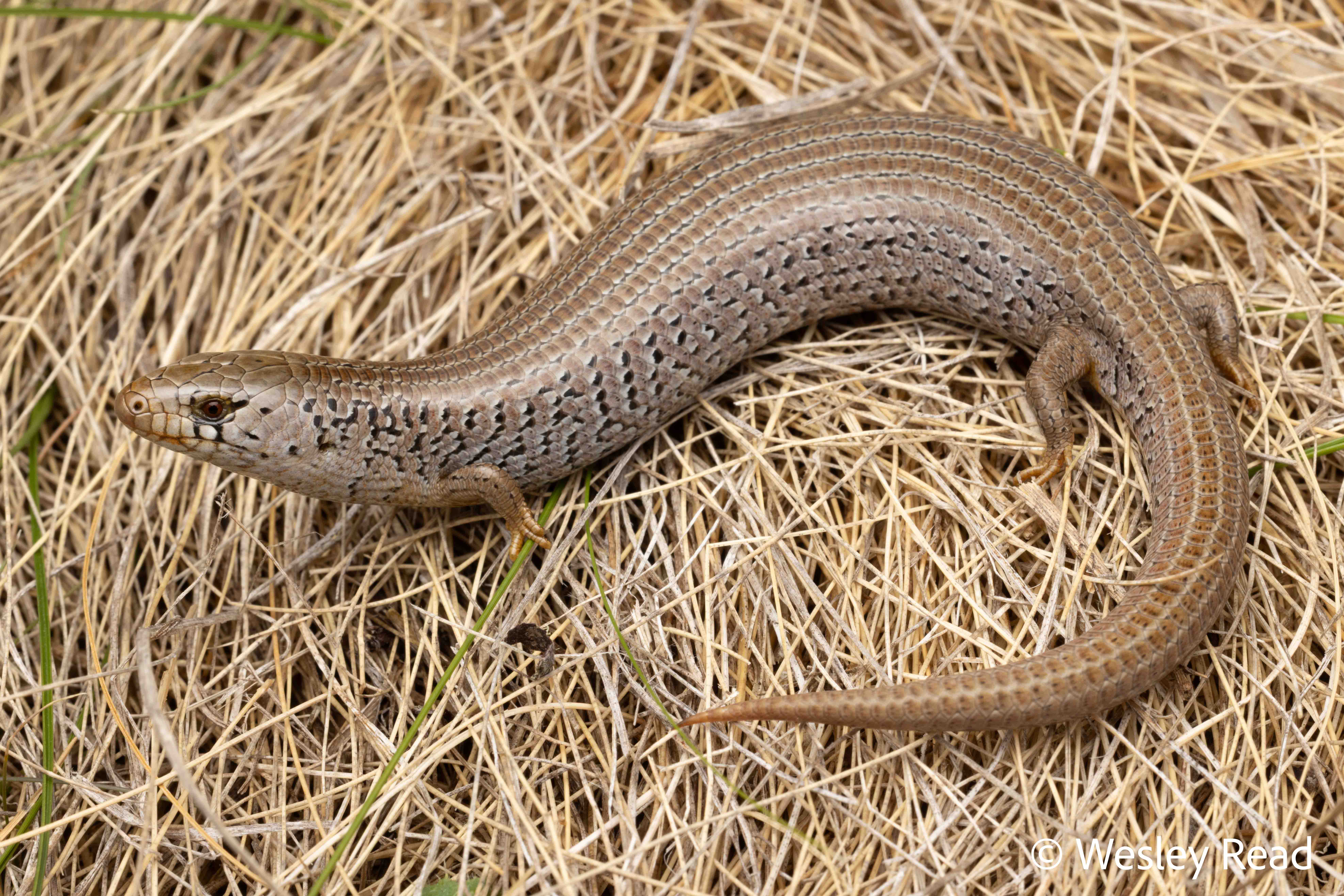 Cyclodomorphus praealtus