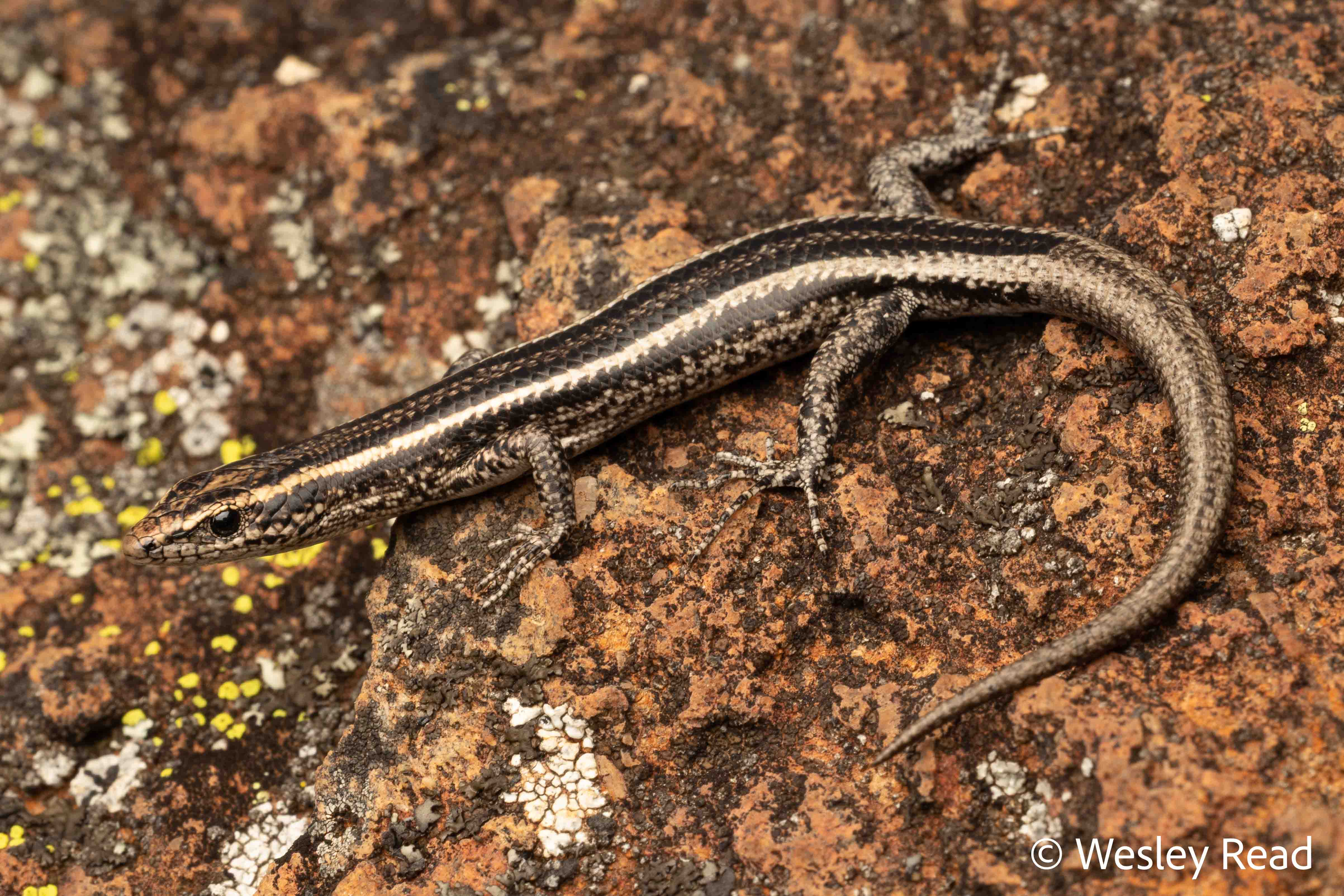 Cryptoblepharus pulcher