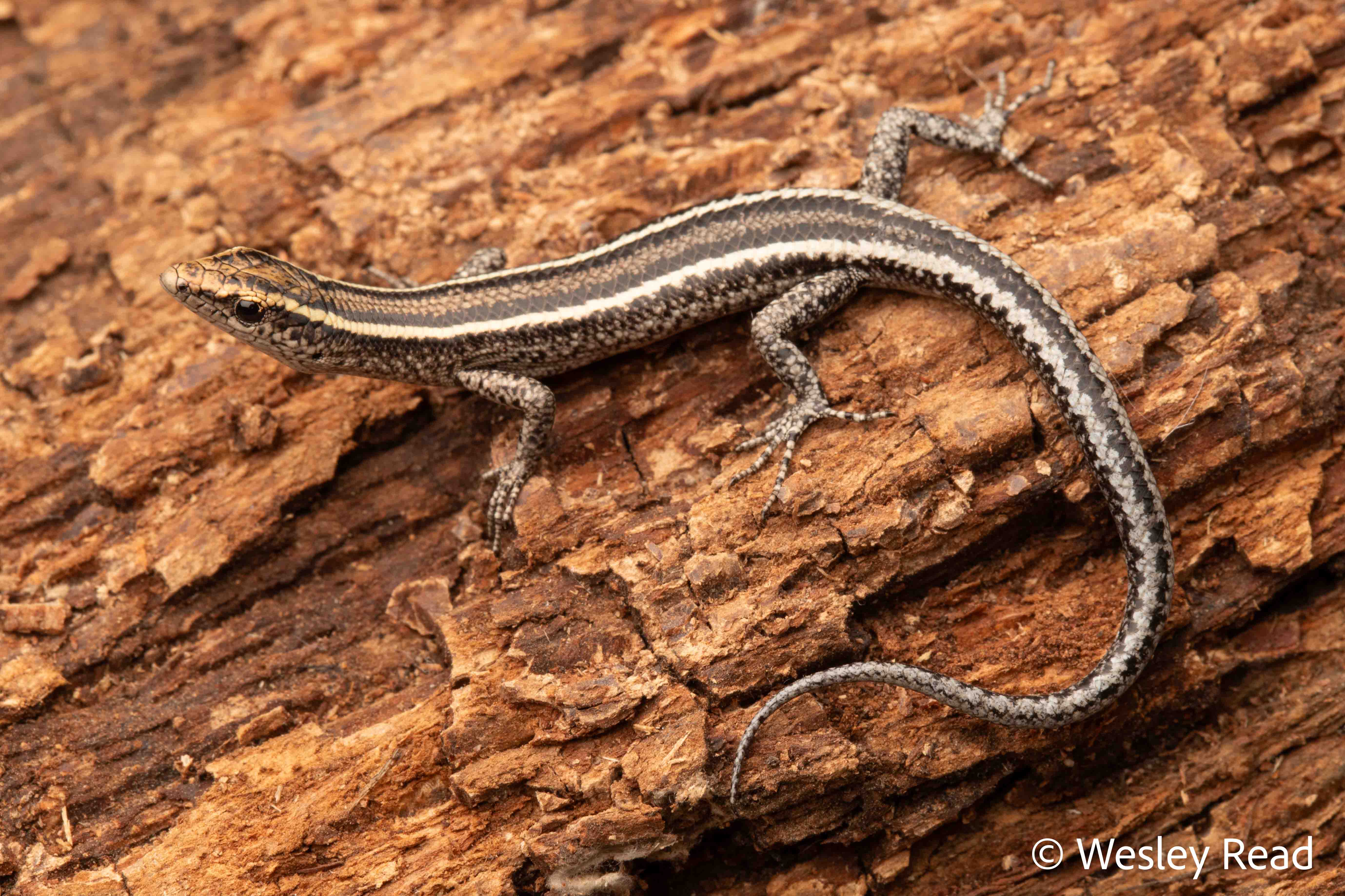 Cryptoblepharus pulcher