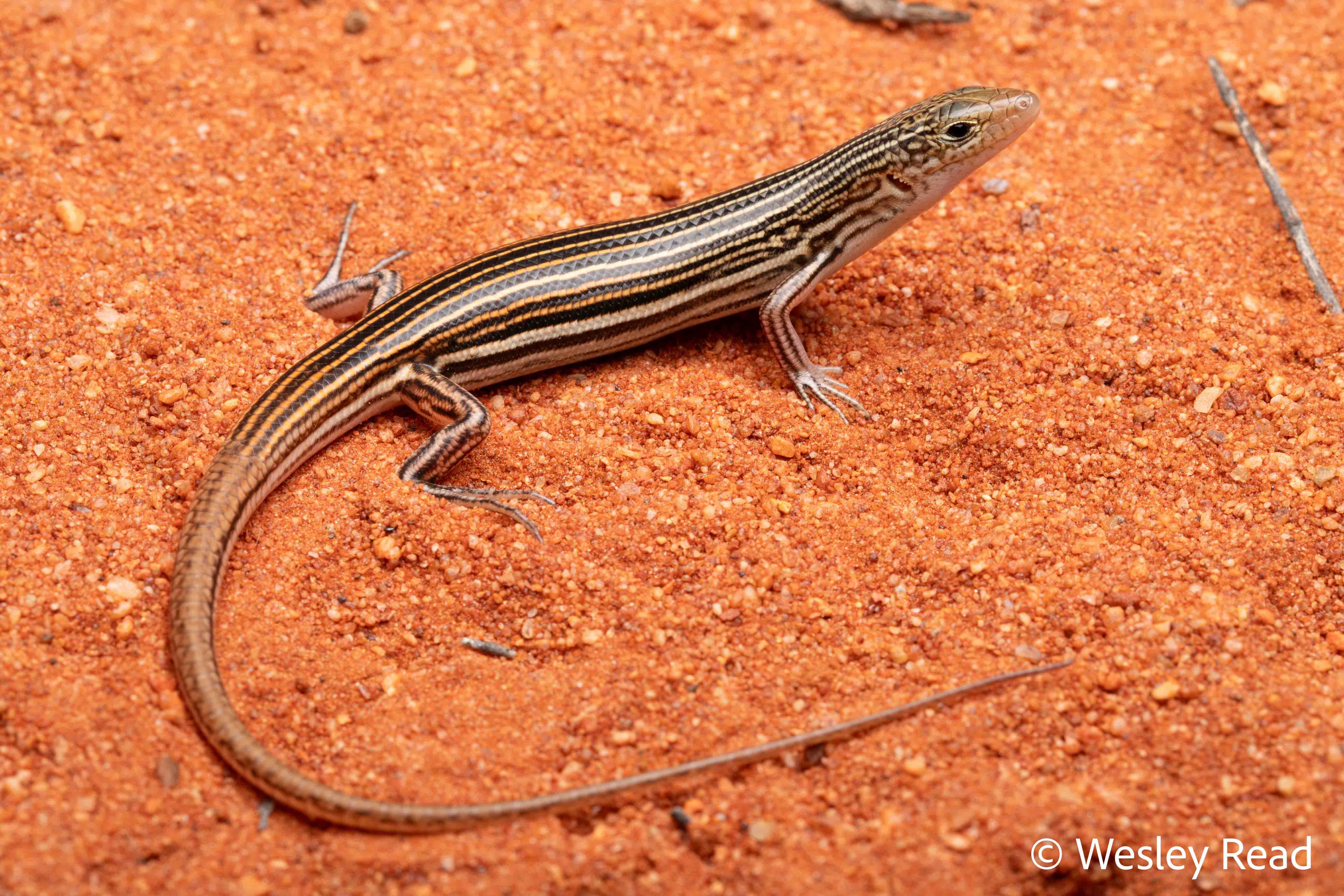 Ctenotus quattuordecimlineatus