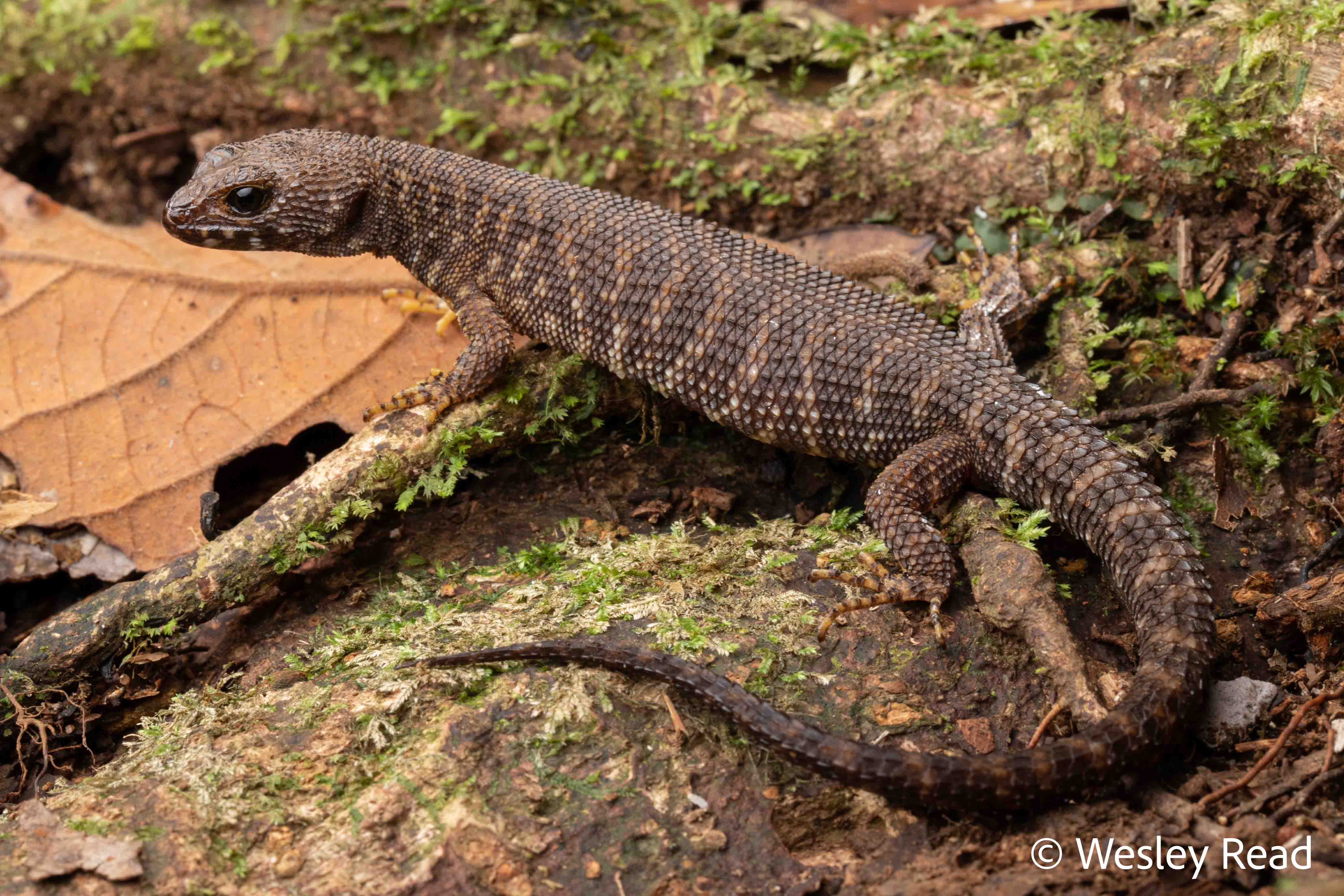 Concinnia queenslandiae