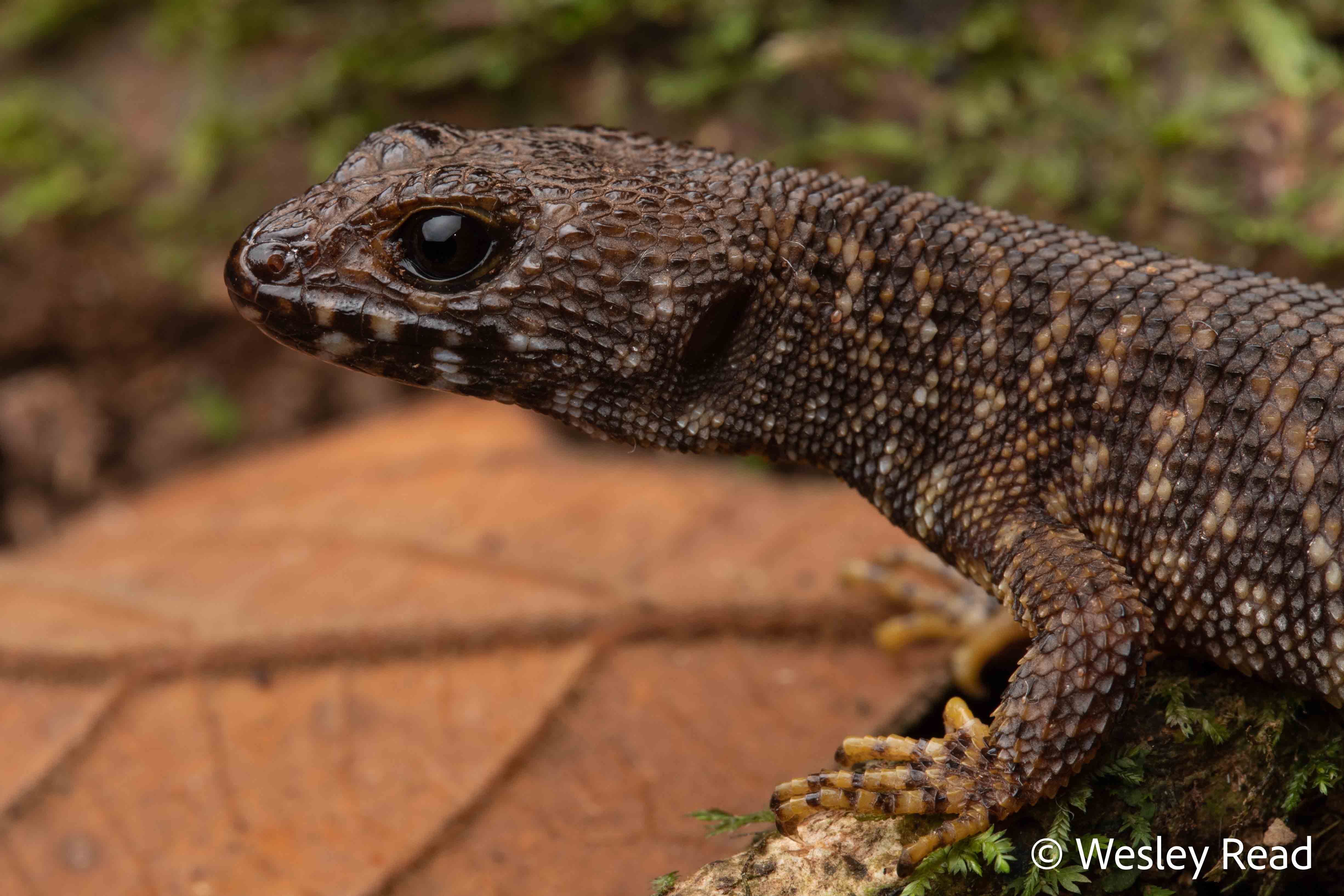 Concinnia queenslandiae