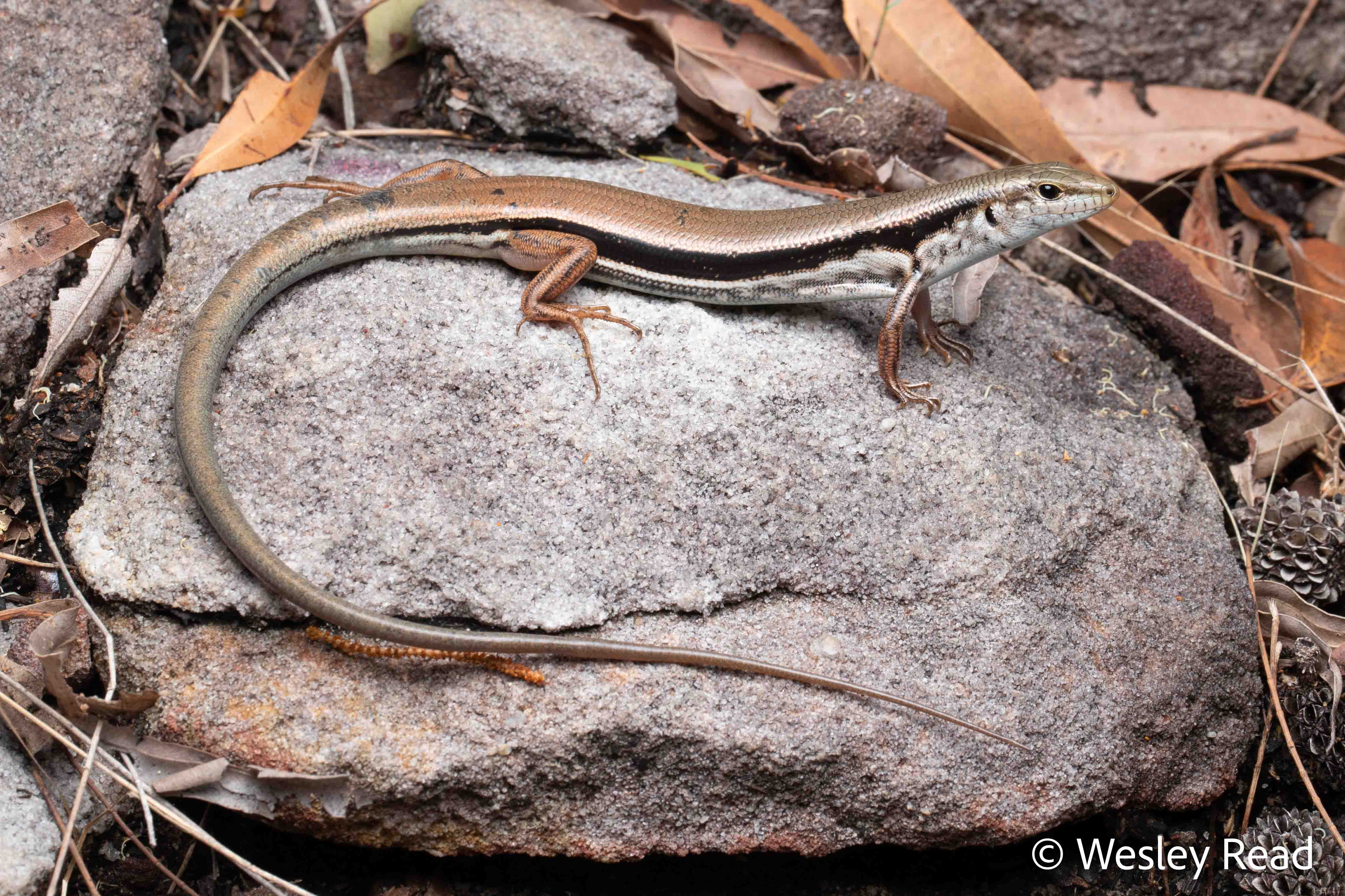 Ctenotus quinkan