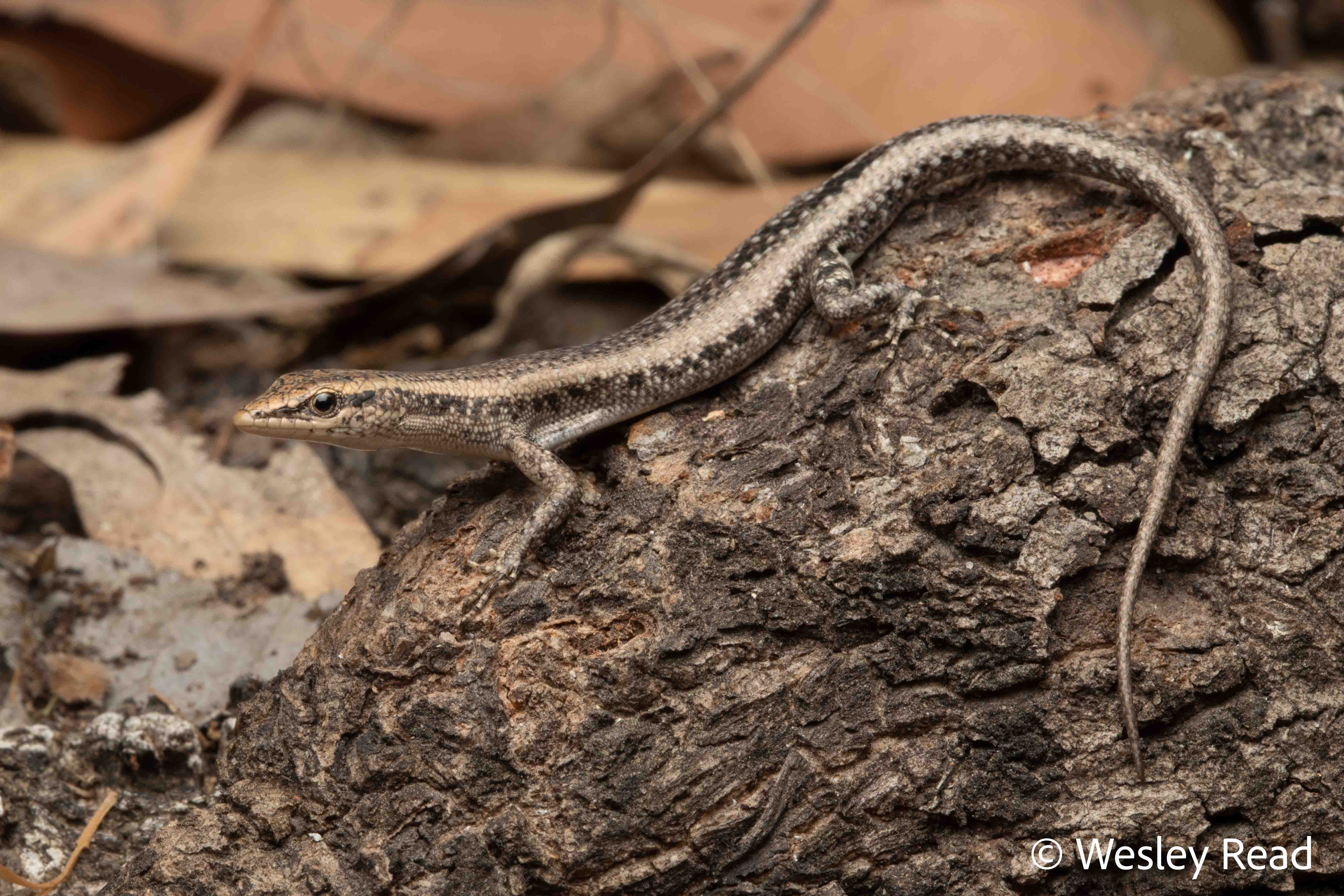 Cryptoblepharus ruber