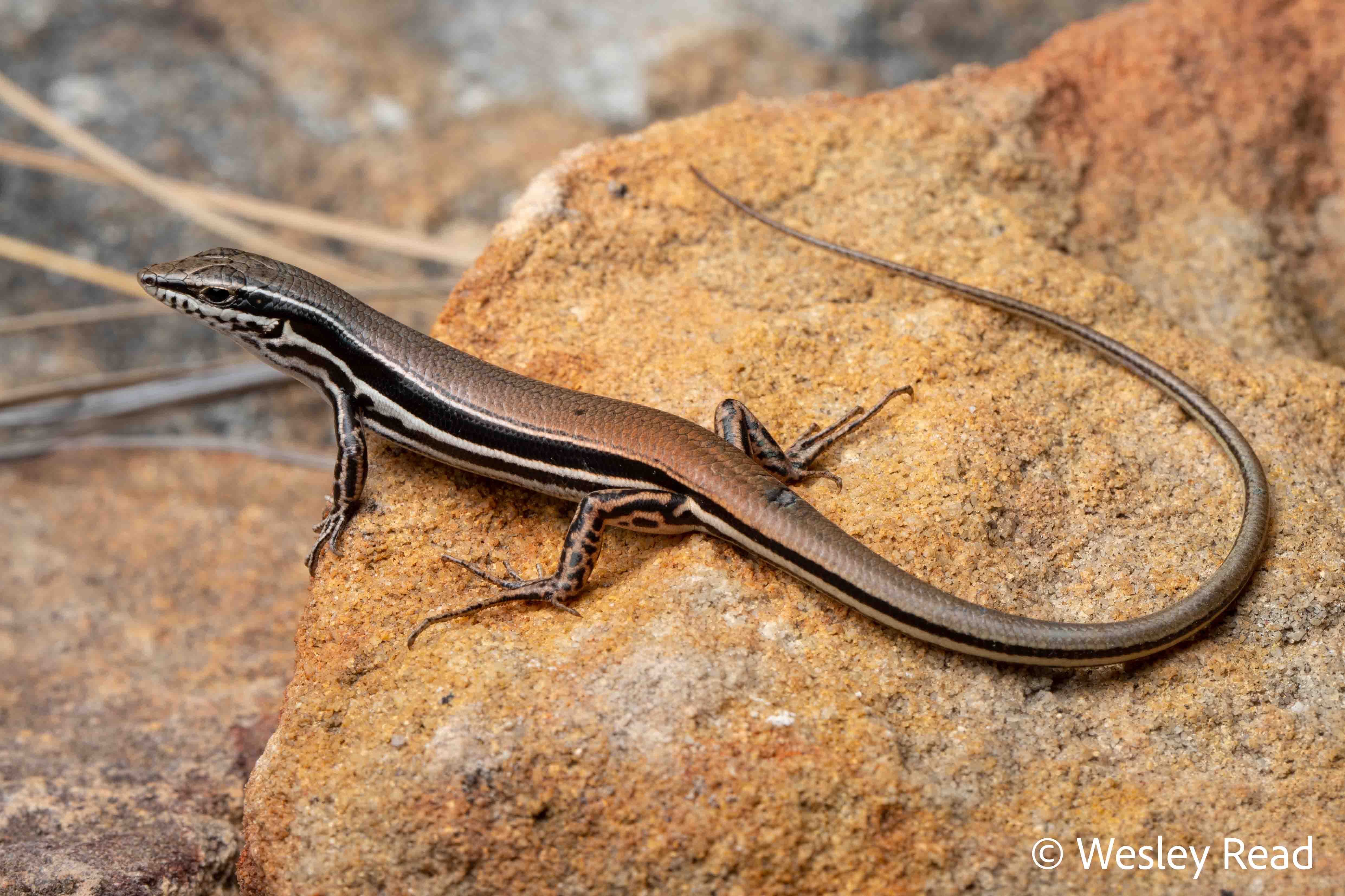 Ctenotus rungulla