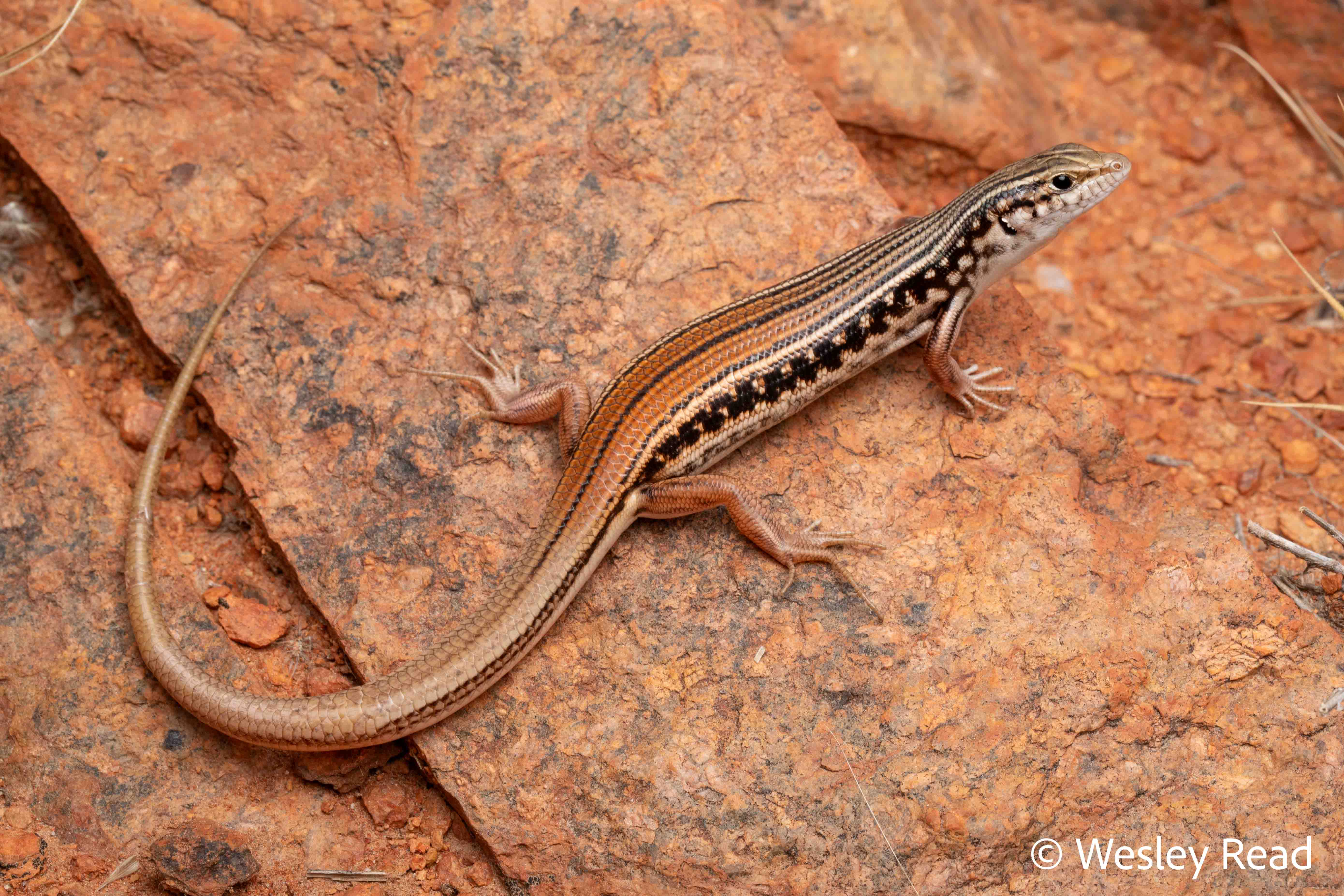 Ctenotus septenarius
