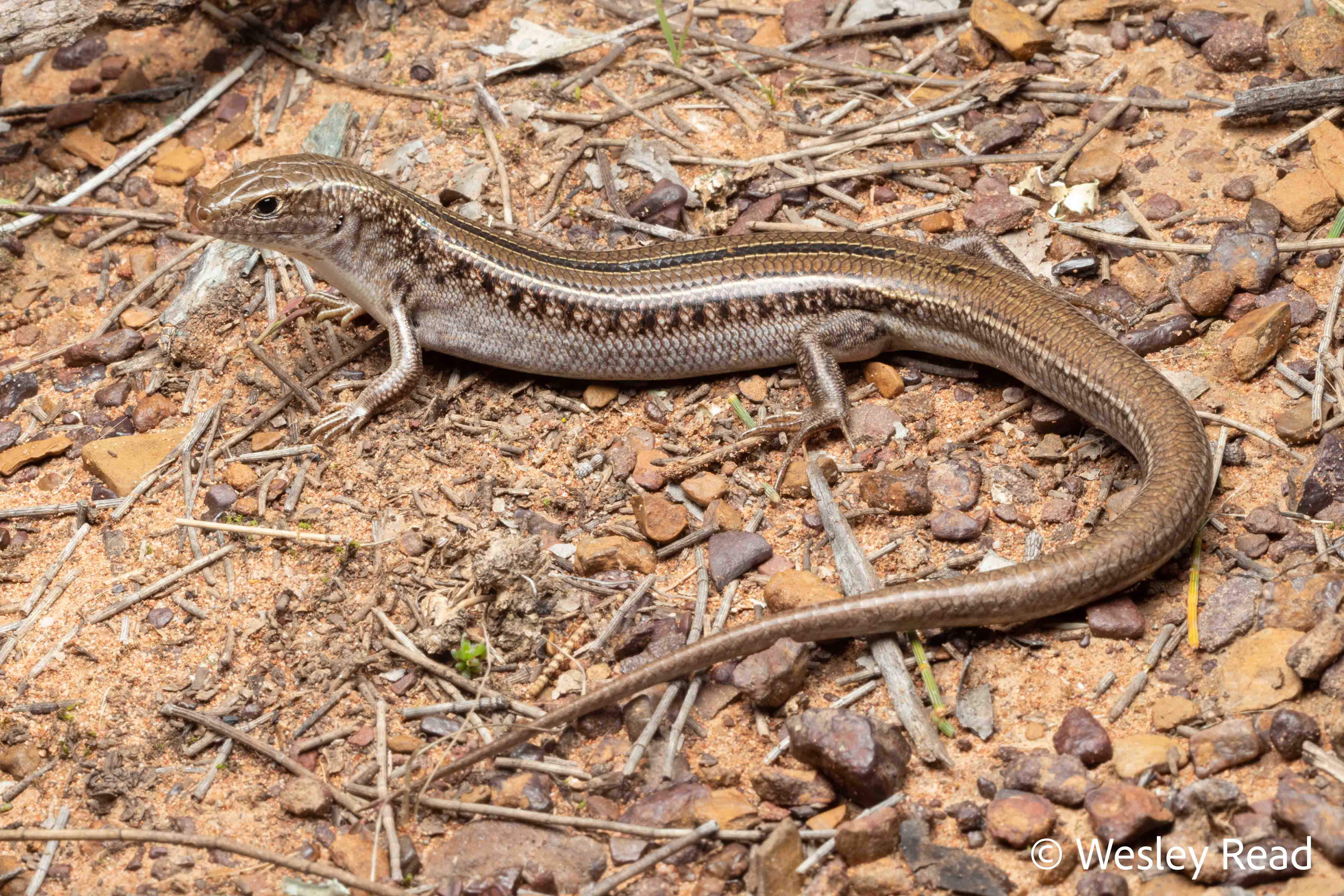 Ctenotus spaldingi