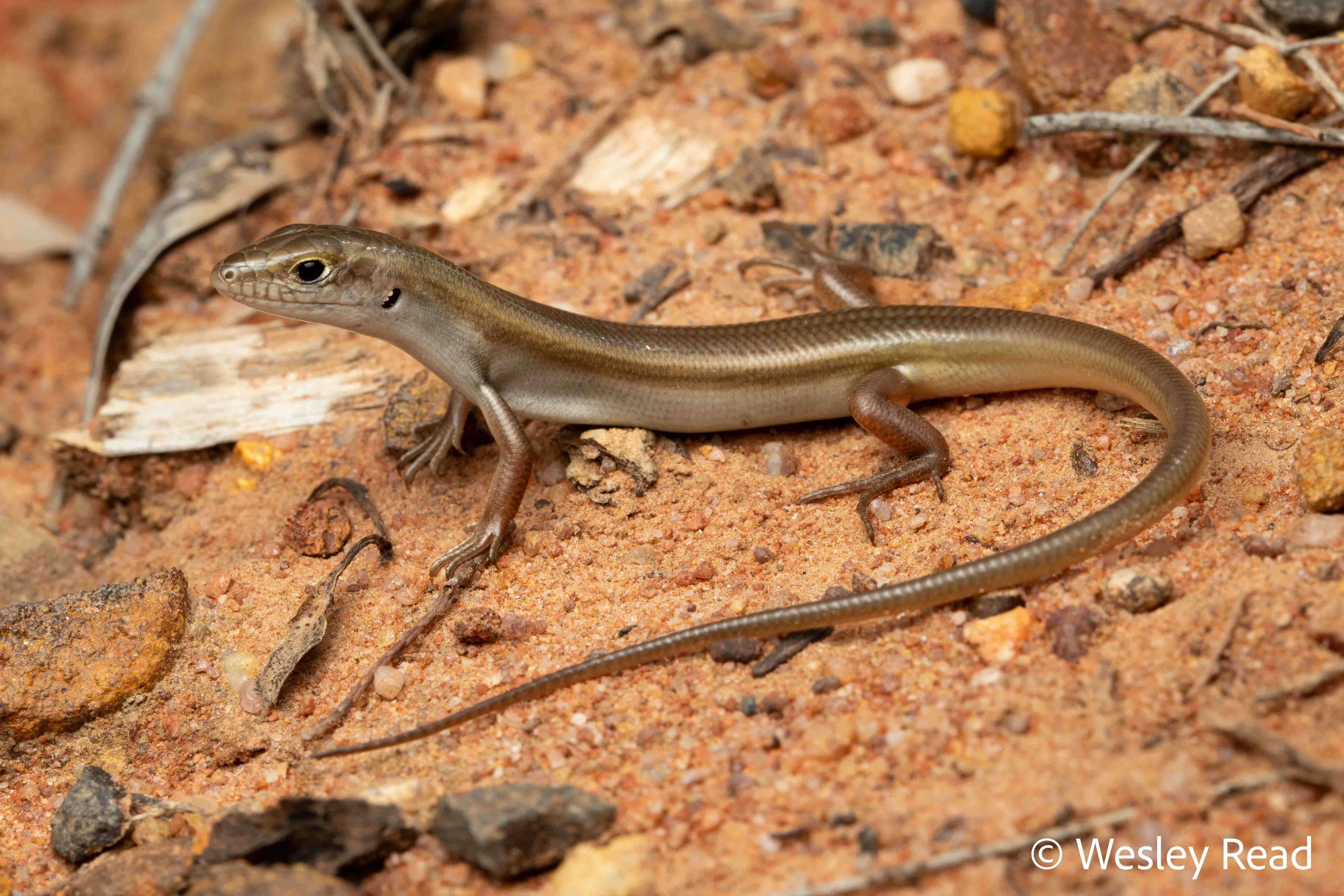 Ctenotus spaldingi