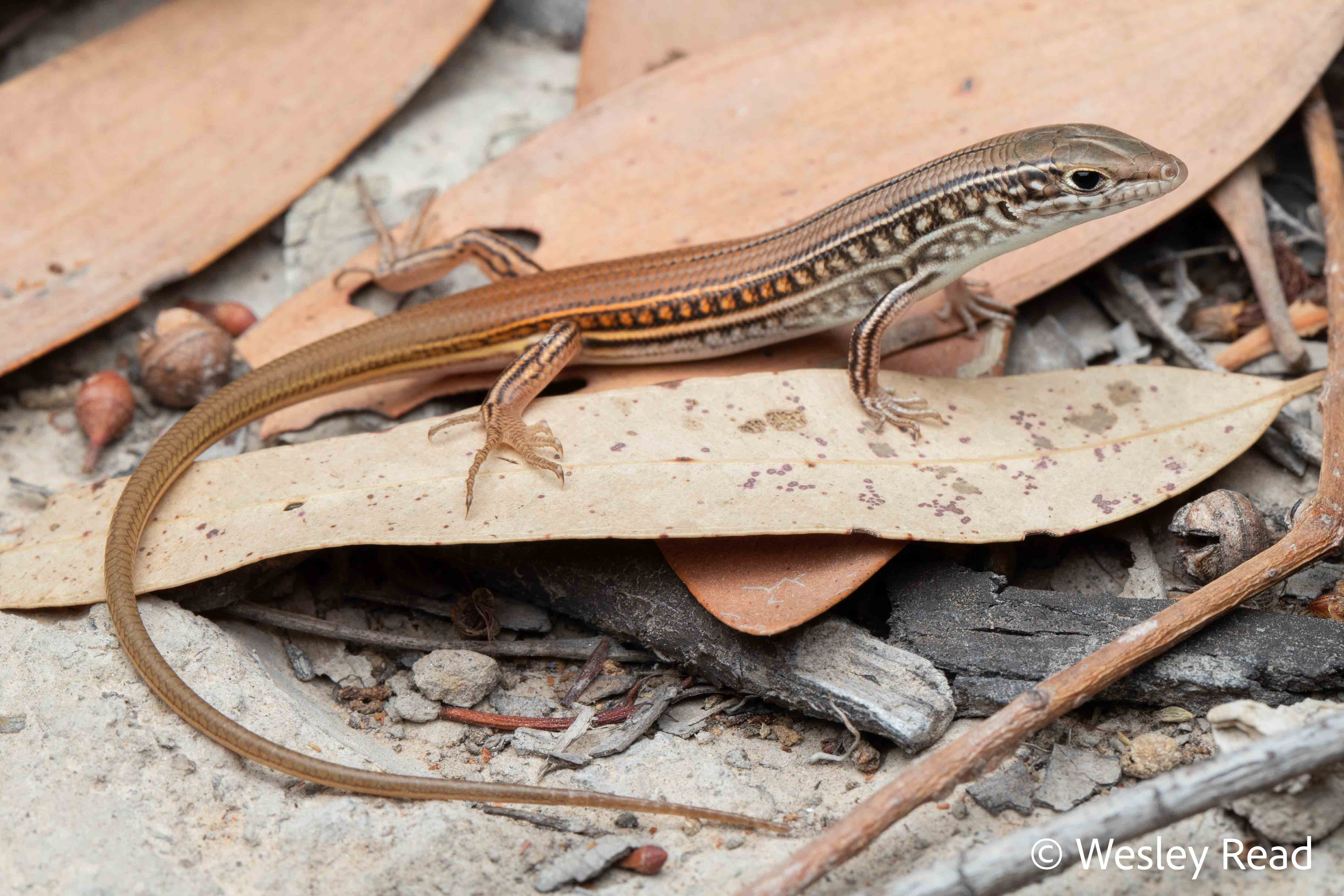 Ctenotus spaldingi