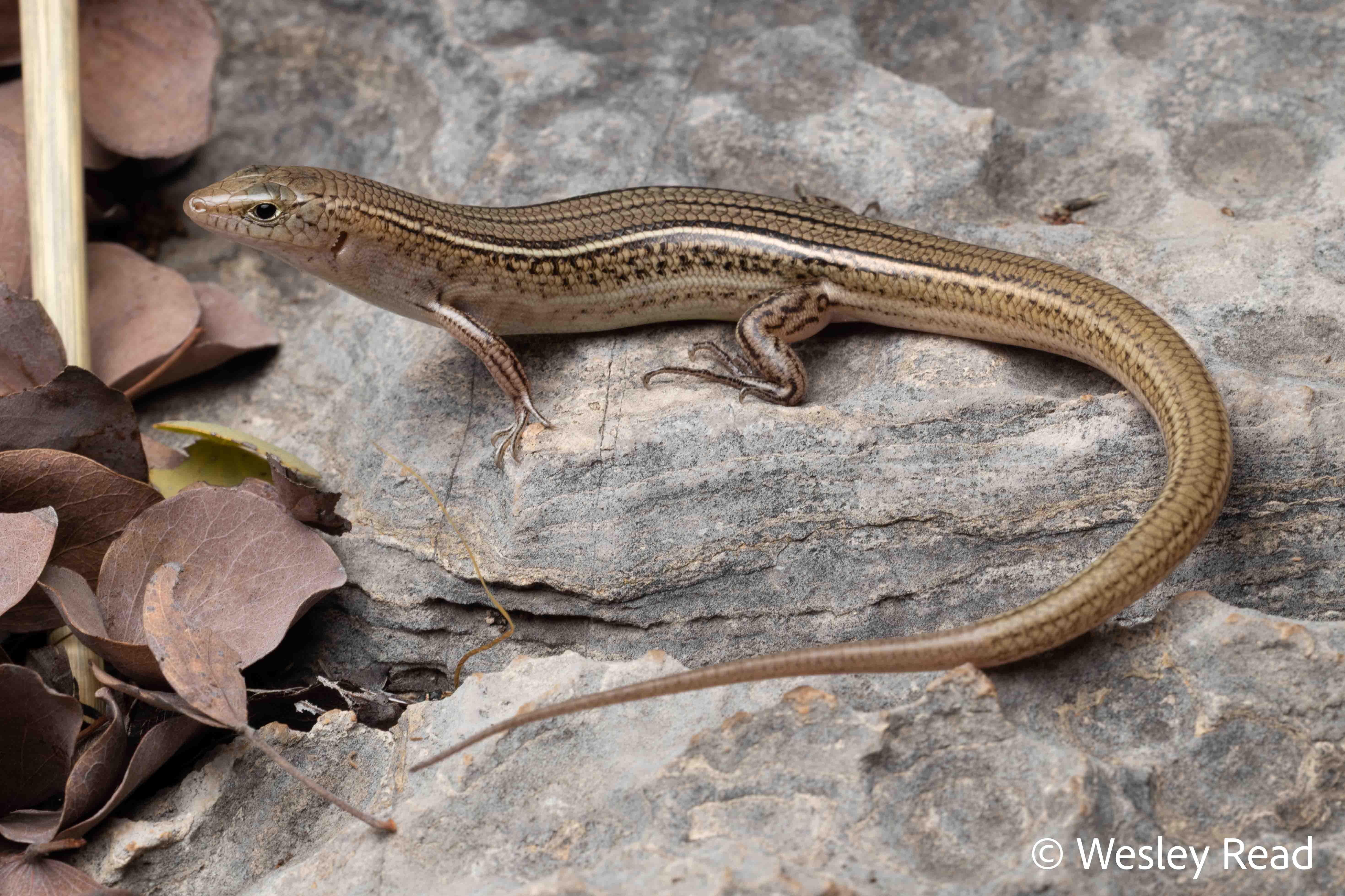 Ctenotus superciliaris